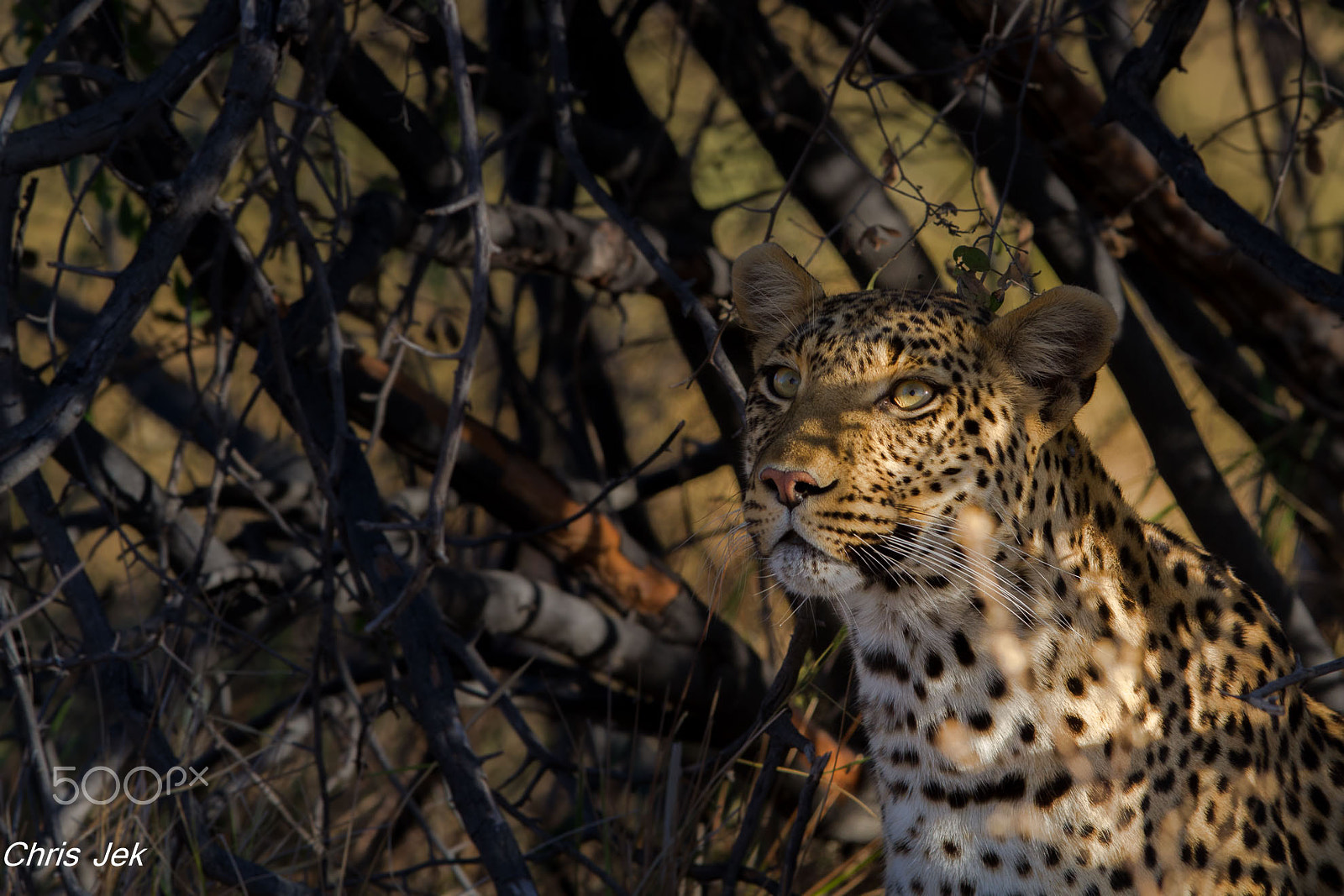 Canon EOS 7D + Canon EF 300mm F2.8L IS USM sample photo. Léopard photography