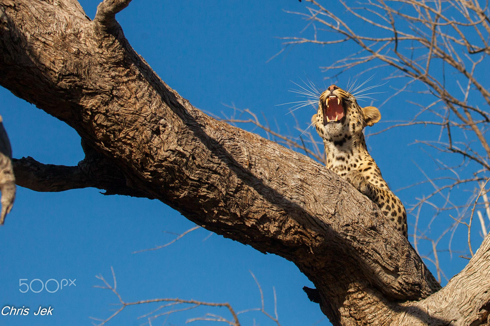 Canon EOS 5D Mark II + Canon EF 100-400mm F4.5-5.6L IS USM sample photo. Léopard photography