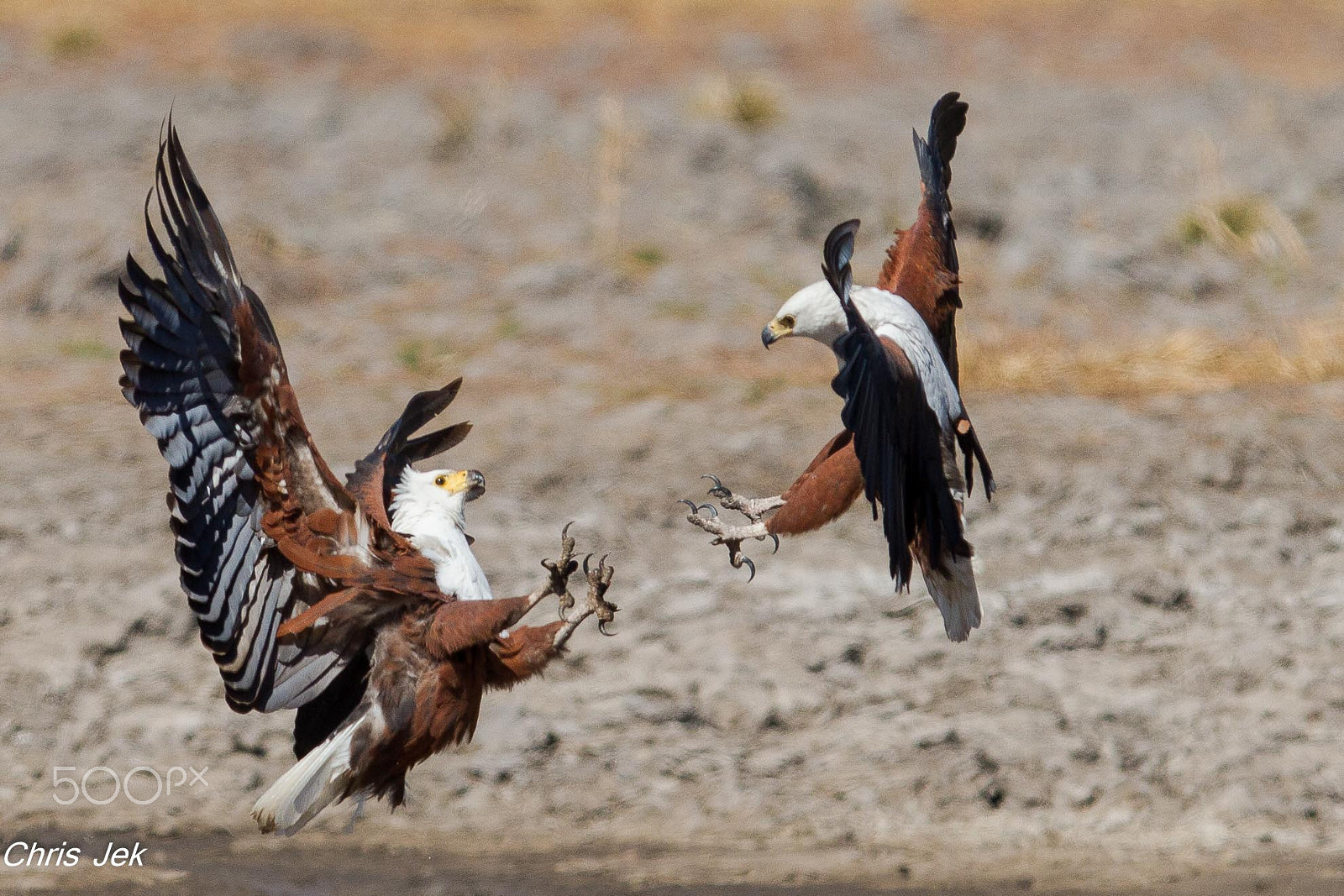 Canon EOS 7D sample photo. Fighting fish eagles photography