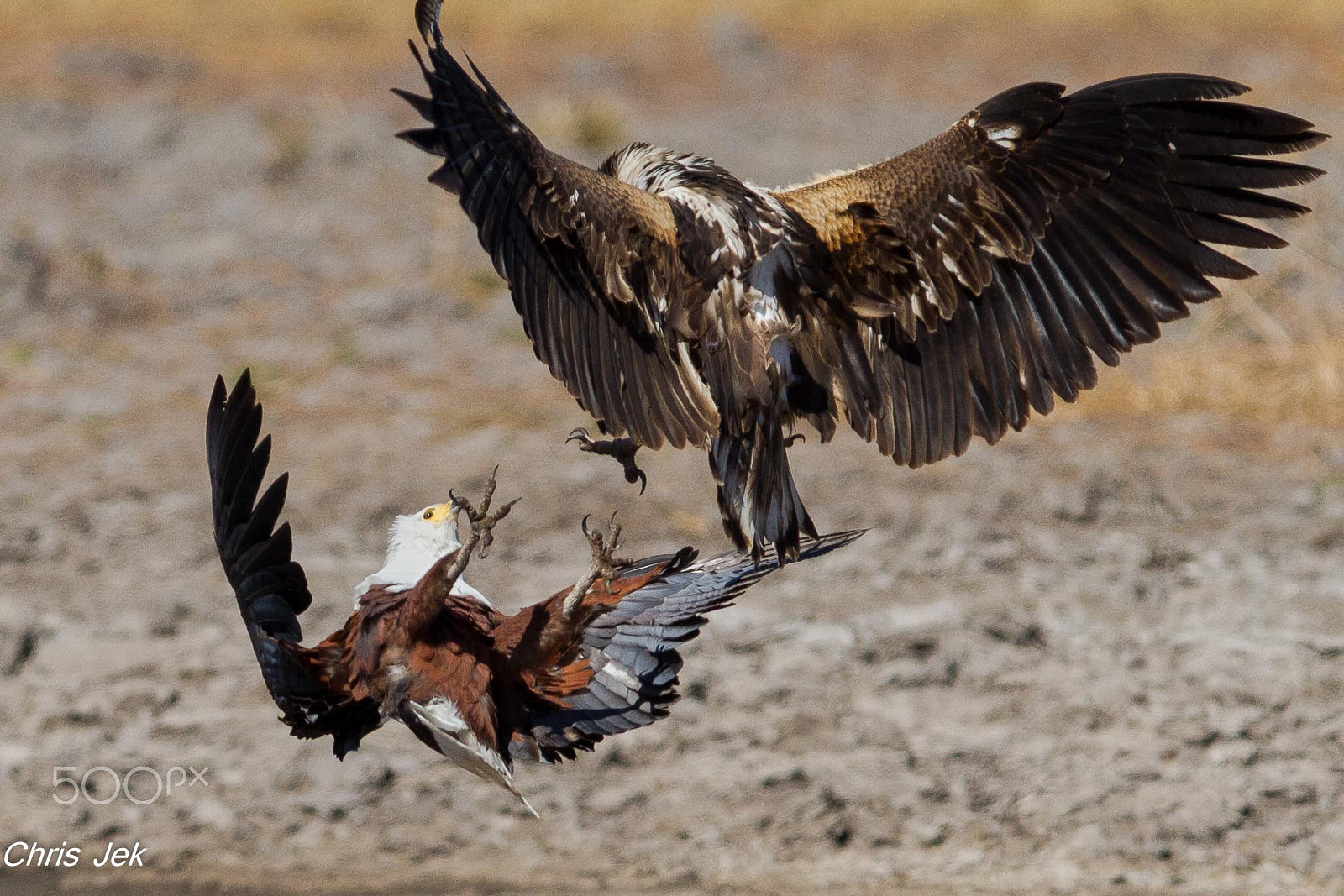 Canon EOS 7D + Canon EF 300mm F2.8L IS USM sample photo. Fish eagles fighting photography