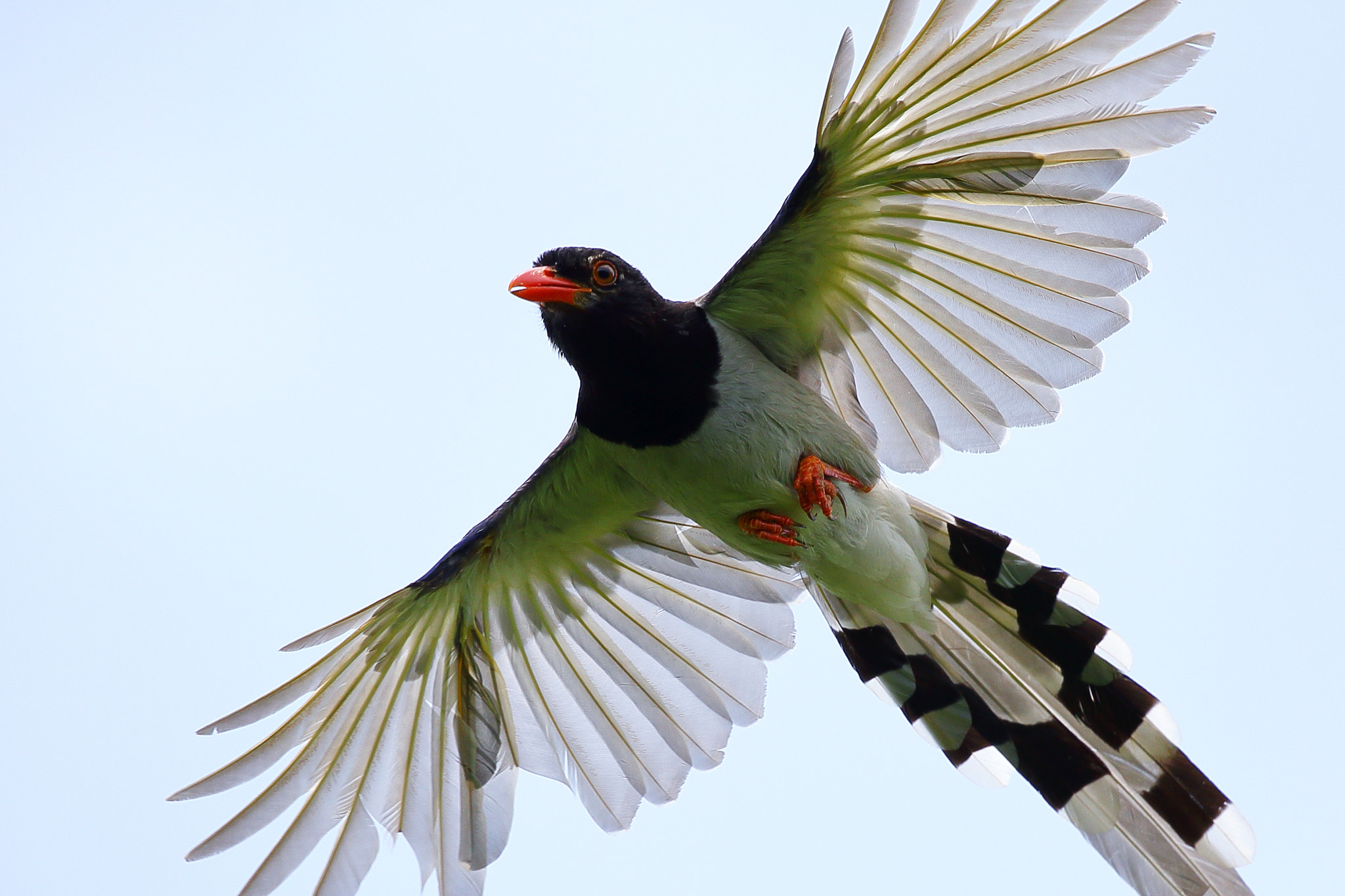 Canon EF 300mm F2.8L IS II USM sample photo. Urocissa erythrorhyncha photography
