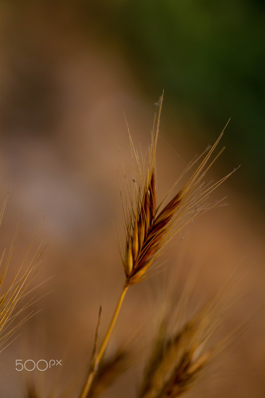 Canon EOS 7D + Tamron SP AF 90mm F2.8 Di Macro sample photo. Grain photography