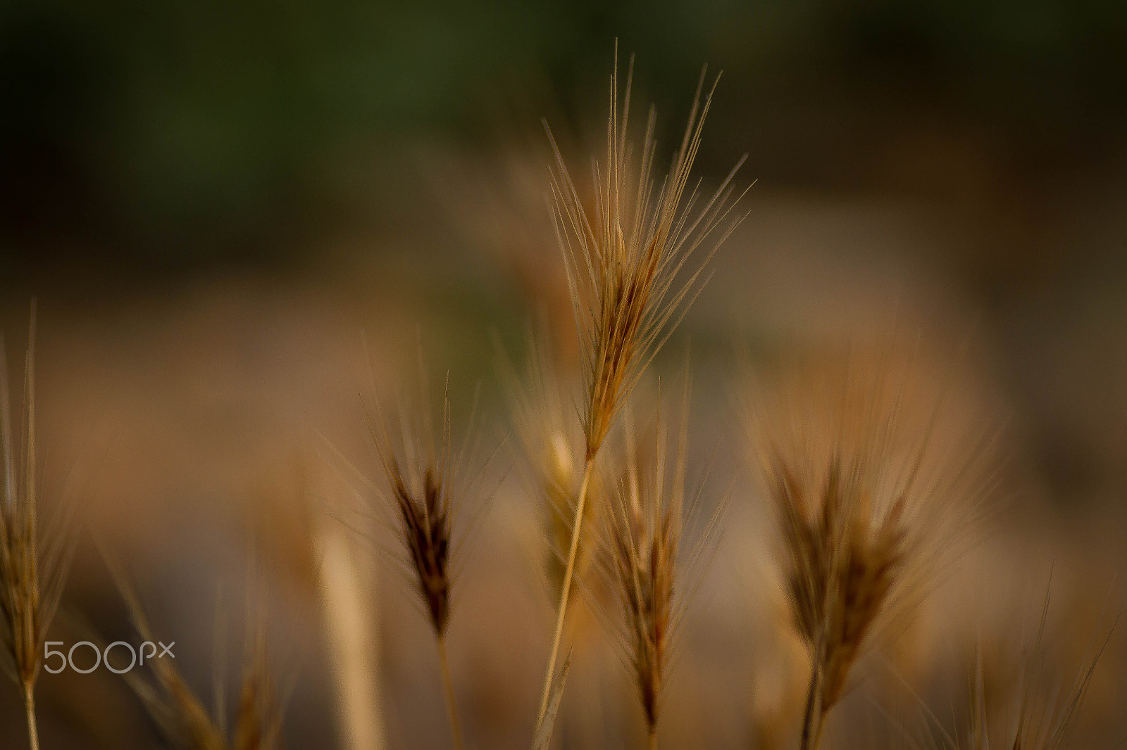 Canon EOS 7D sample photo. Grain photography