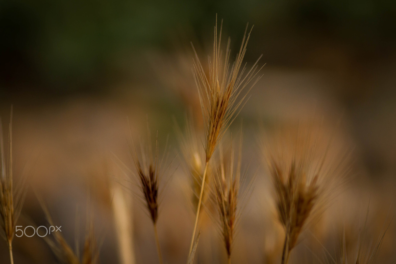 Canon EOS 7D + Tamron SP AF 90mm F2.8 Di Macro sample photo. Grain photography