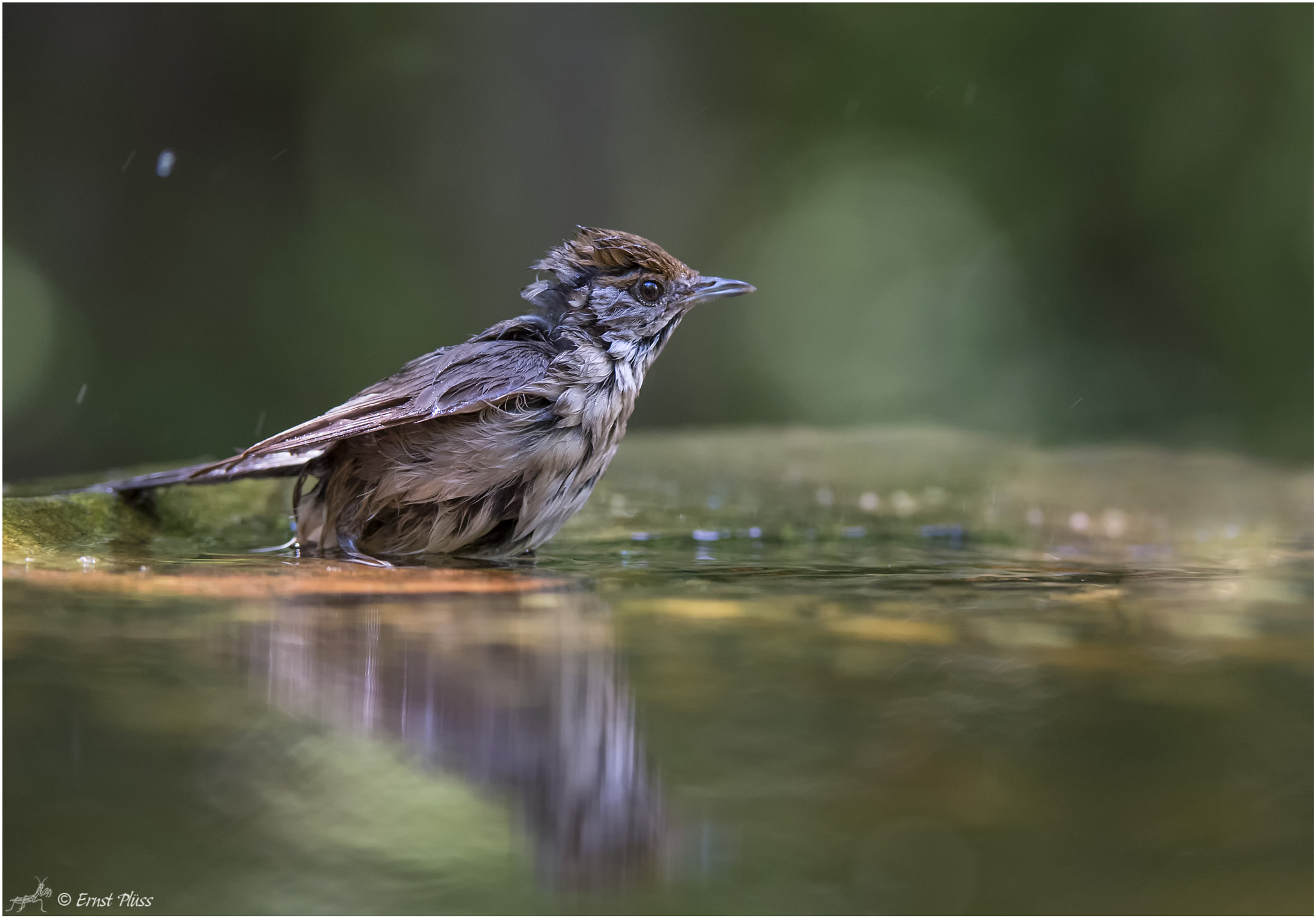 Nikon D5 sample photo. Eurasian blackcap - female photography