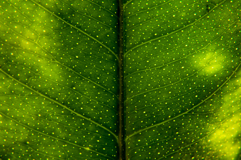 Canon EOS 450D (EOS Rebel XSi / EOS Kiss X2) + EF75-300mm f/4-5.6 sample photo. Awesome leaf photography