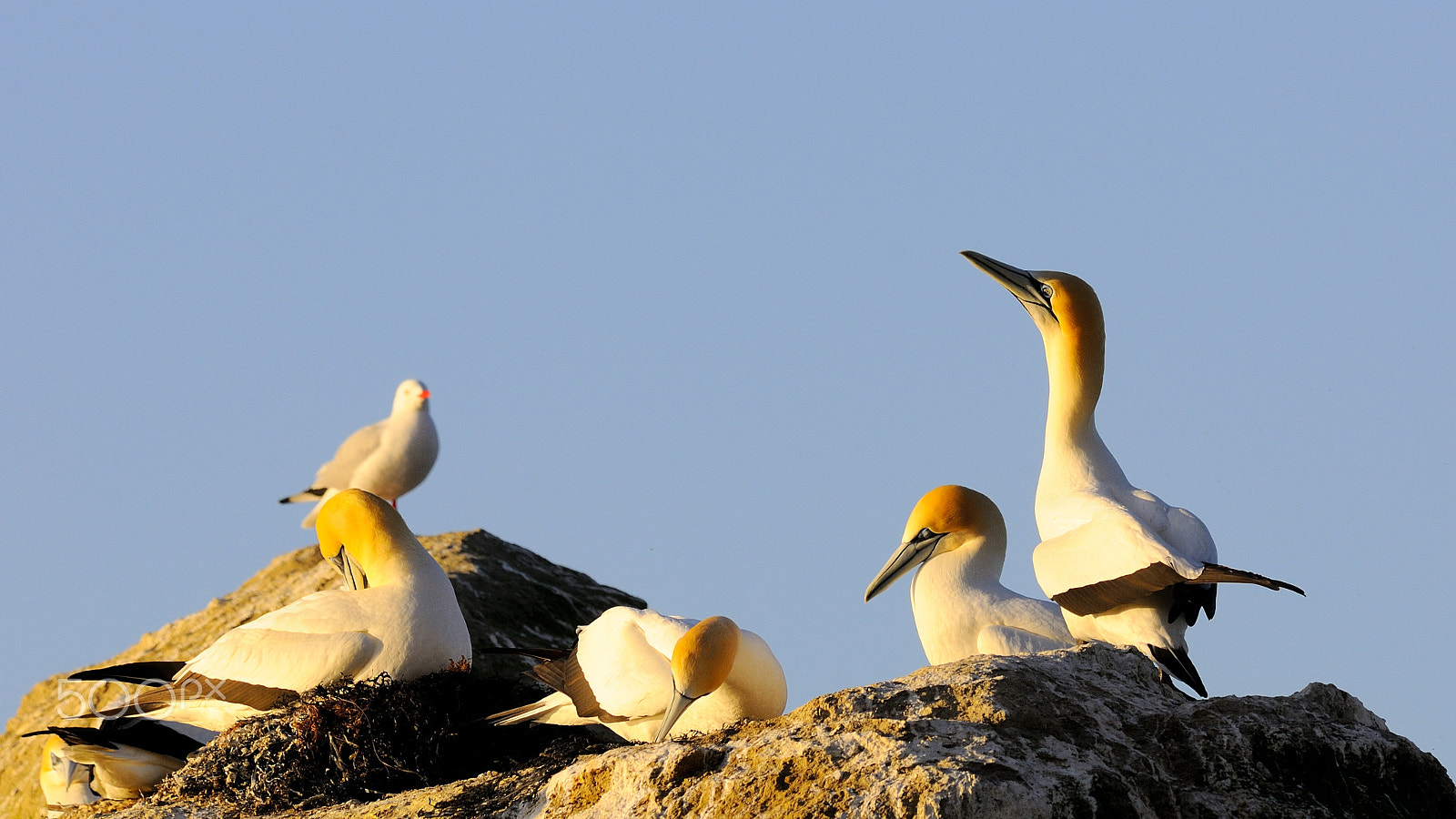Nikon AF-S Nikkor 300mm F2.8G ED VR II sample photo. Gannets at cape kidnappers, new zealand photography