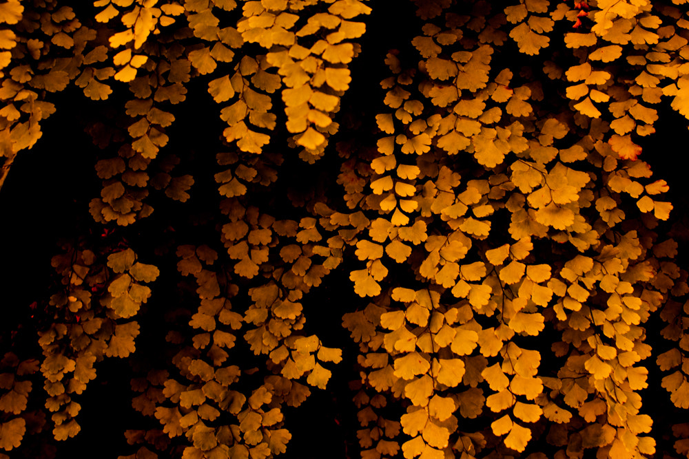 Canon EOS 450D (EOS Rebel XSi / EOS Kiss X2) sample photo. _mg_1702. photography