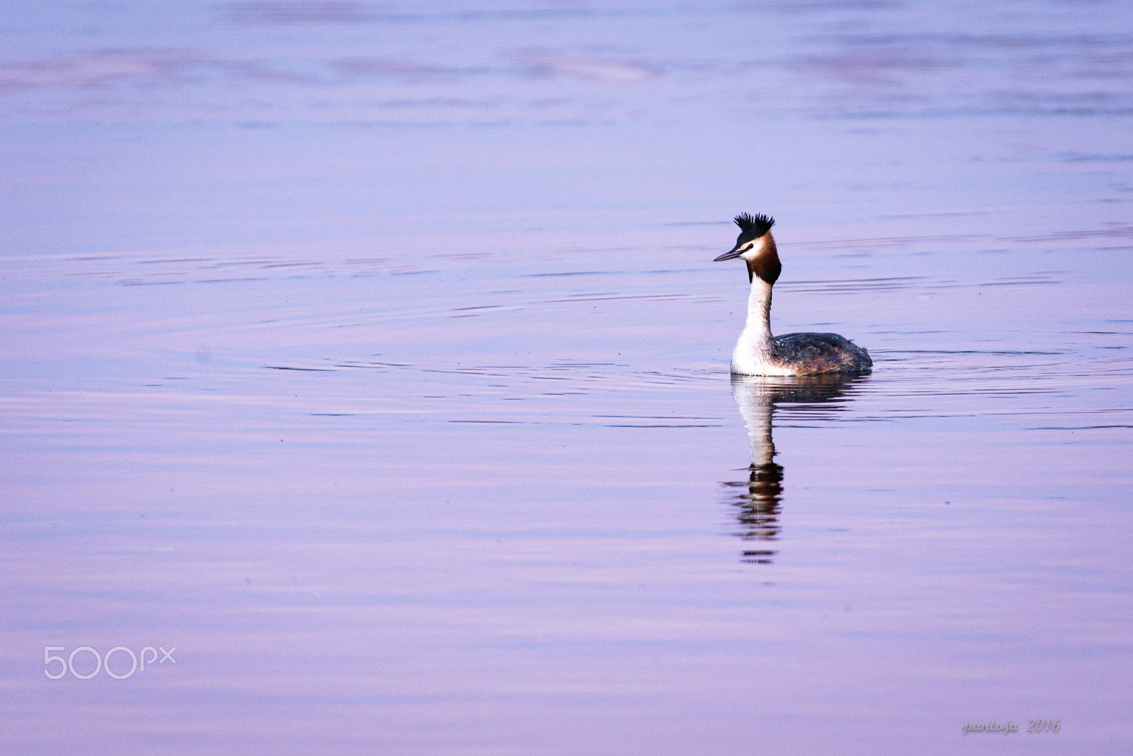 Nikon AF-S Nikkor 200-500mm F5.6E ED VR sample photo. Great crested grebe photography