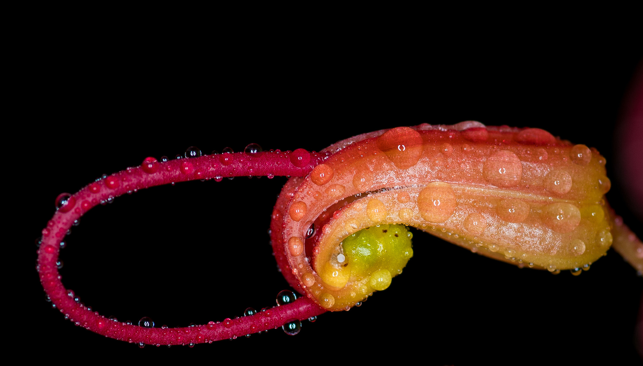 Tokina AT-X Pro 100mm F2.8 Macro sample photo. Spring photography