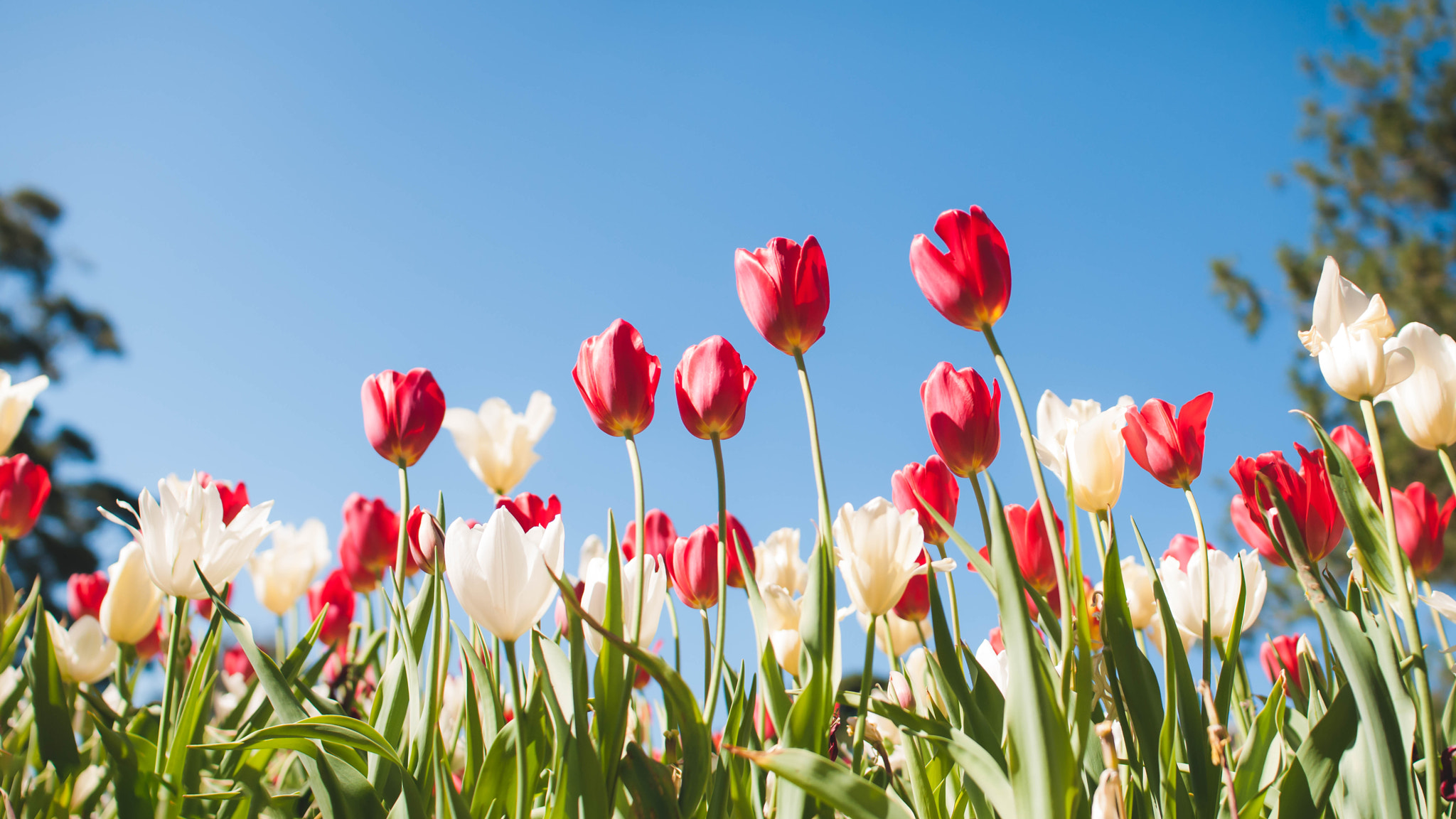 Nikon D300 + Sigma 30mm F1.4 EX DC HSM sample photo. Spring is coming! photography