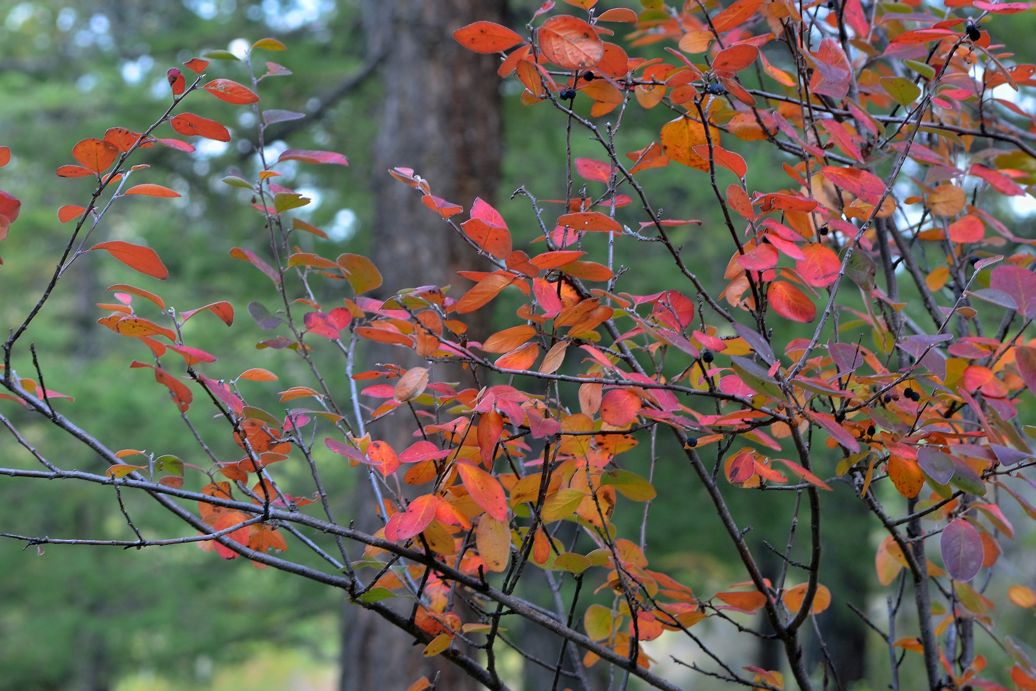 Tokina AT-X 287 AF (AF 28-70mm f/2.8) sample photo. D7s_6455.jpg photography