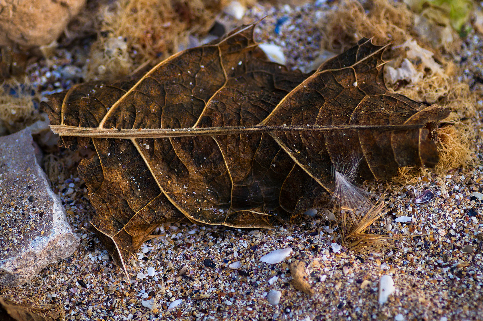 Canon EOS 7D + Tamron SP AF 90mm F2.8 Di Macro sample photo. Leaf photography