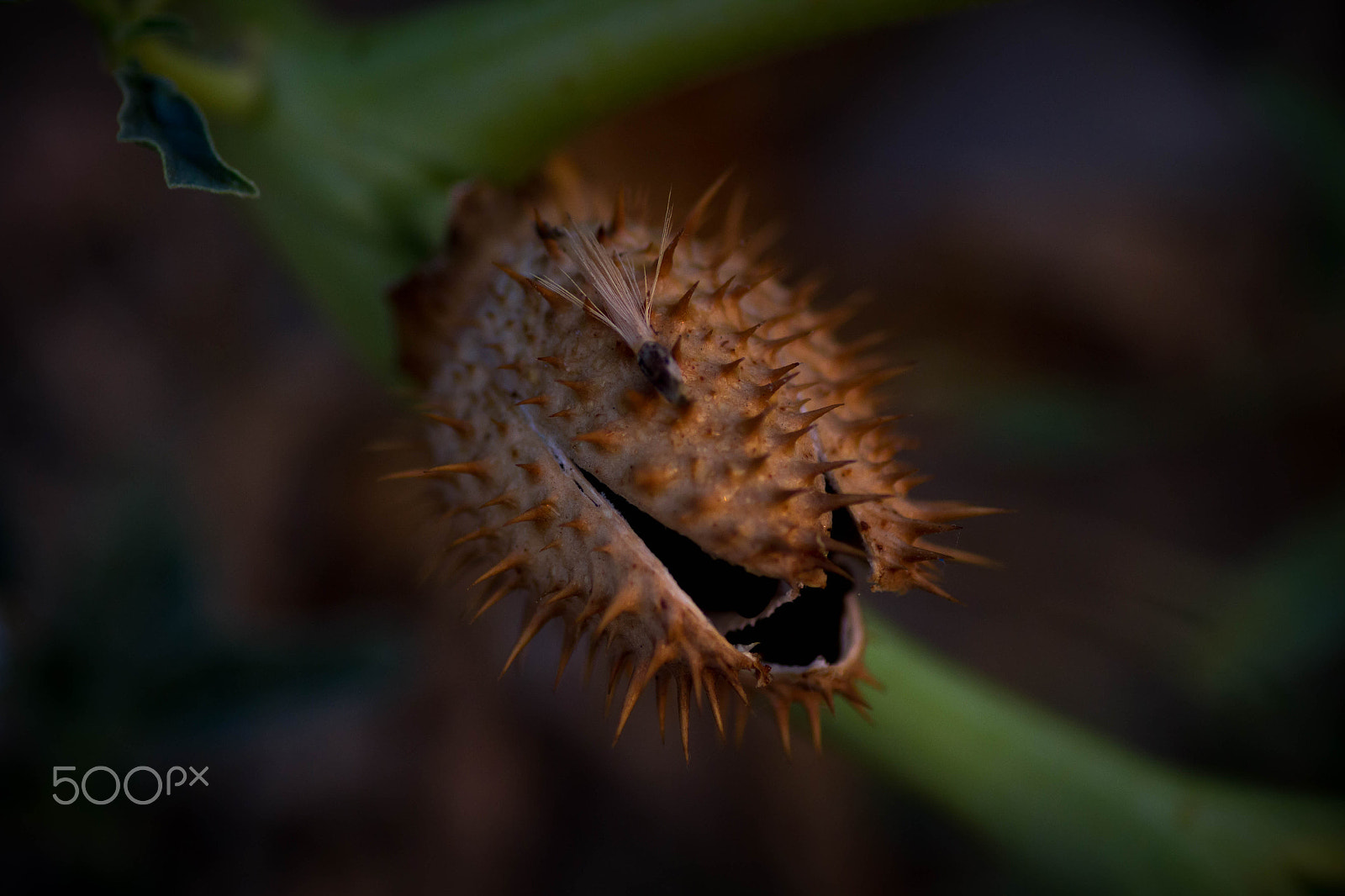 Canon EOS 7D + Tamron SP AF 90mm F2.8 Di Macro sample photo. Thistle photography