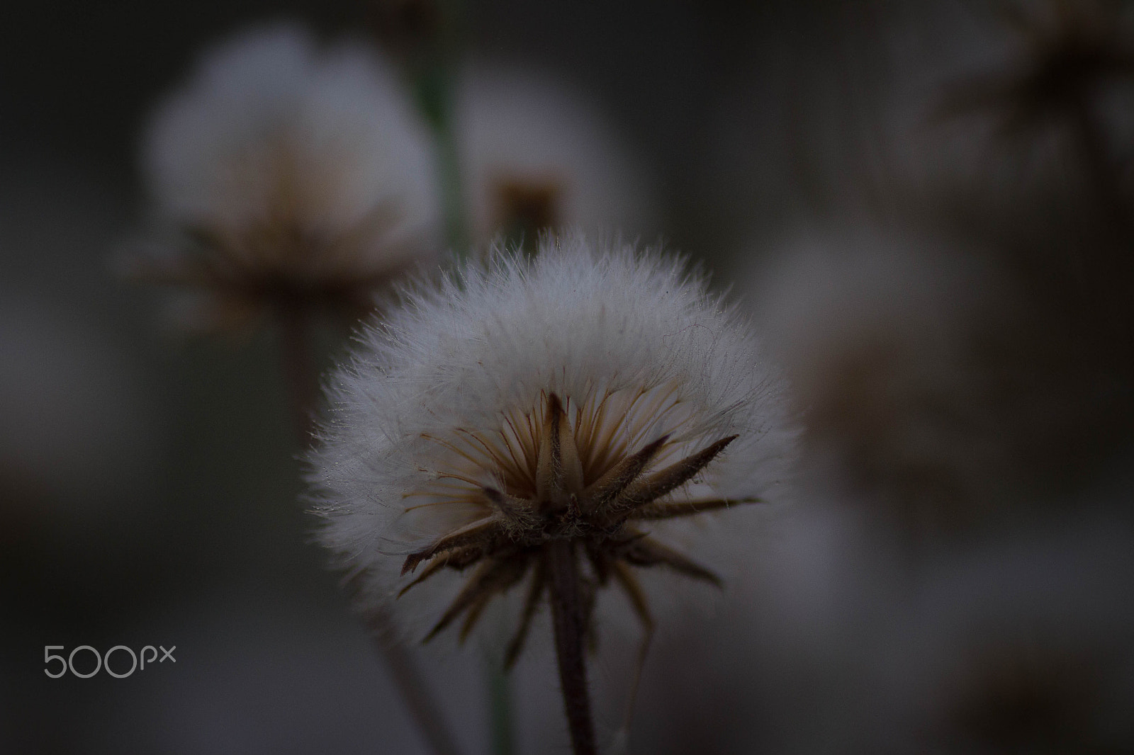 Canon EOS 7D + Tamron SP AF 90mm F2.8 Di Macro sample photo. Topknot photography