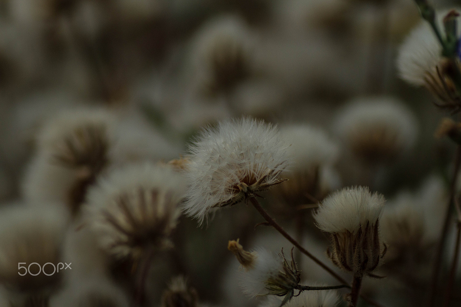 Canon EOS 7D + Tamron SP AF 90mm F2.8 Di Macro sample photo. Topknot photography