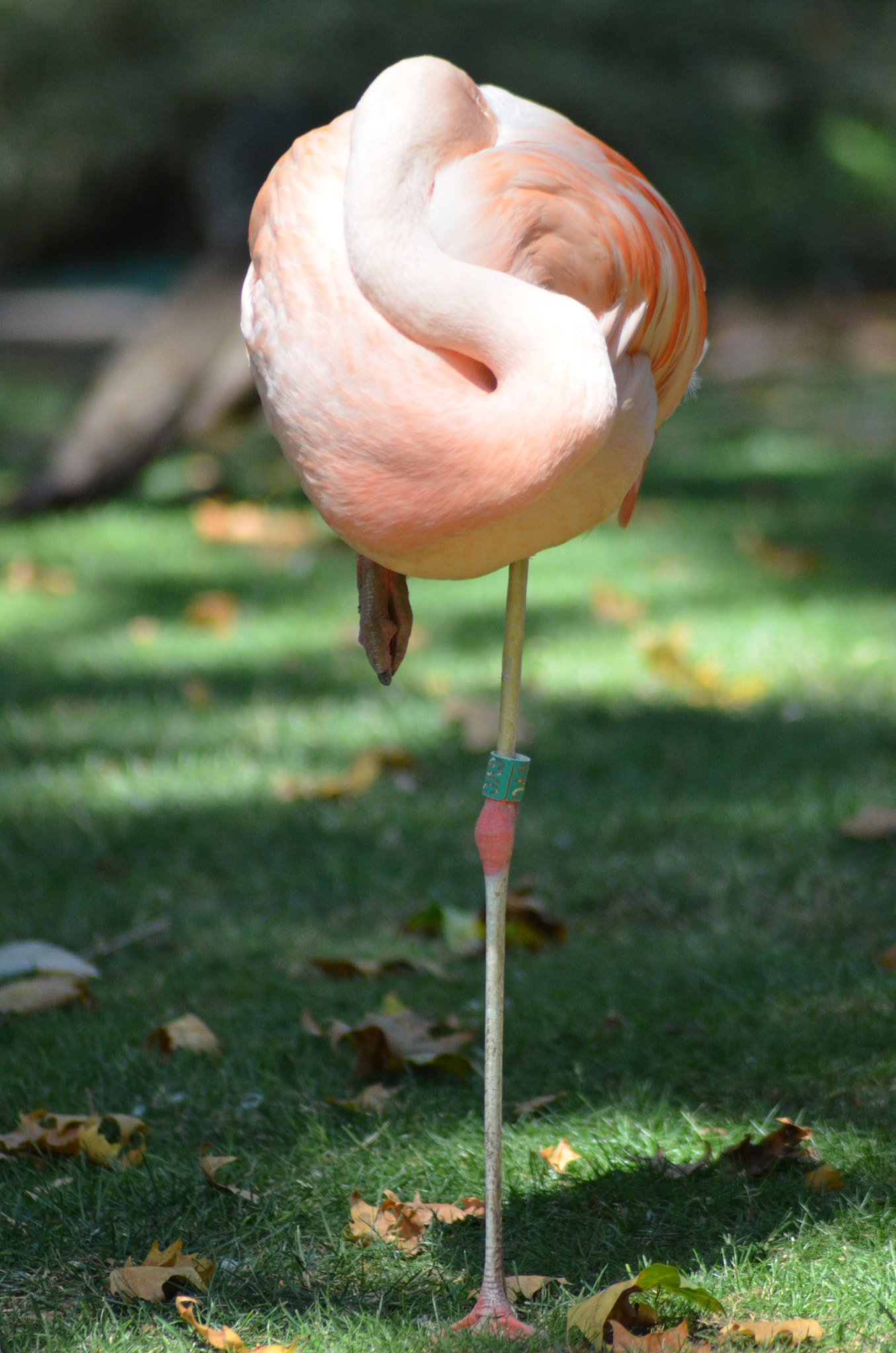 Nikon AF Nikkor 70-300mm F4-5.6G sample photo. Lollipop photography