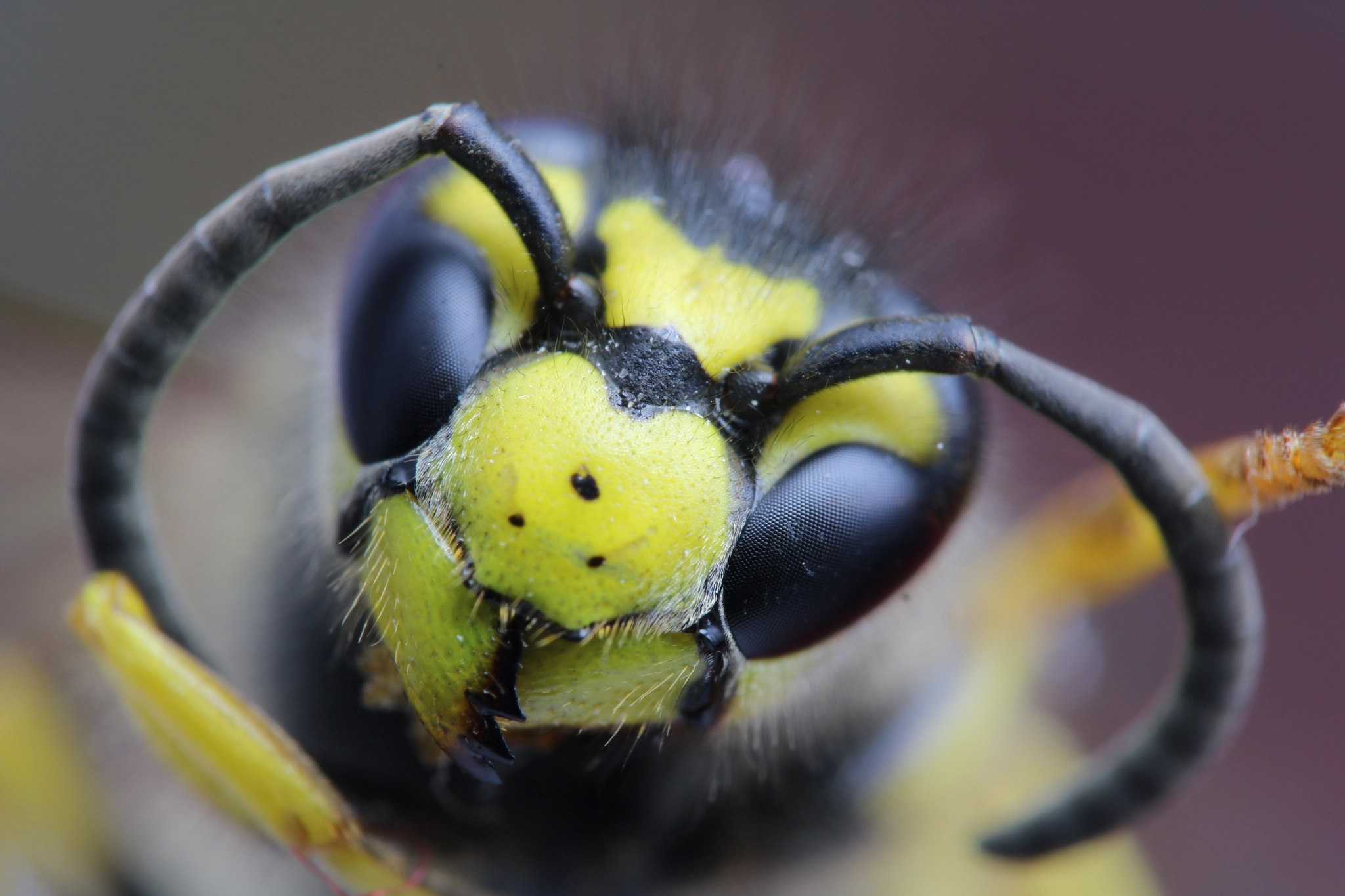 Canon EOS 760D (EOS Rebel T6s / EOS 8000D) + Canon EF 100mm F2.8L Macro IS USM sample photo. Hornet photography