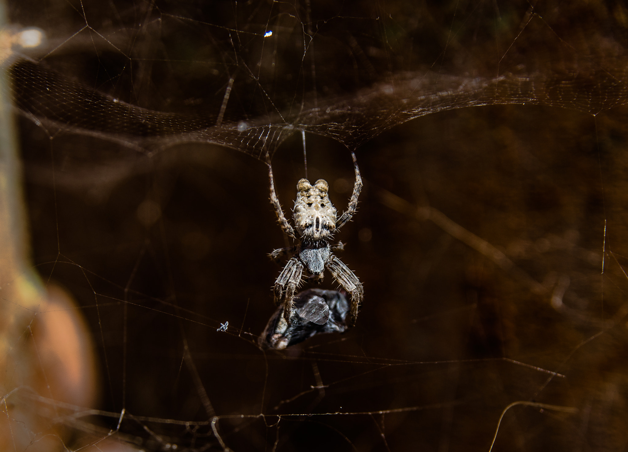 Pentax K-5 IIs sample photo. Spider photography