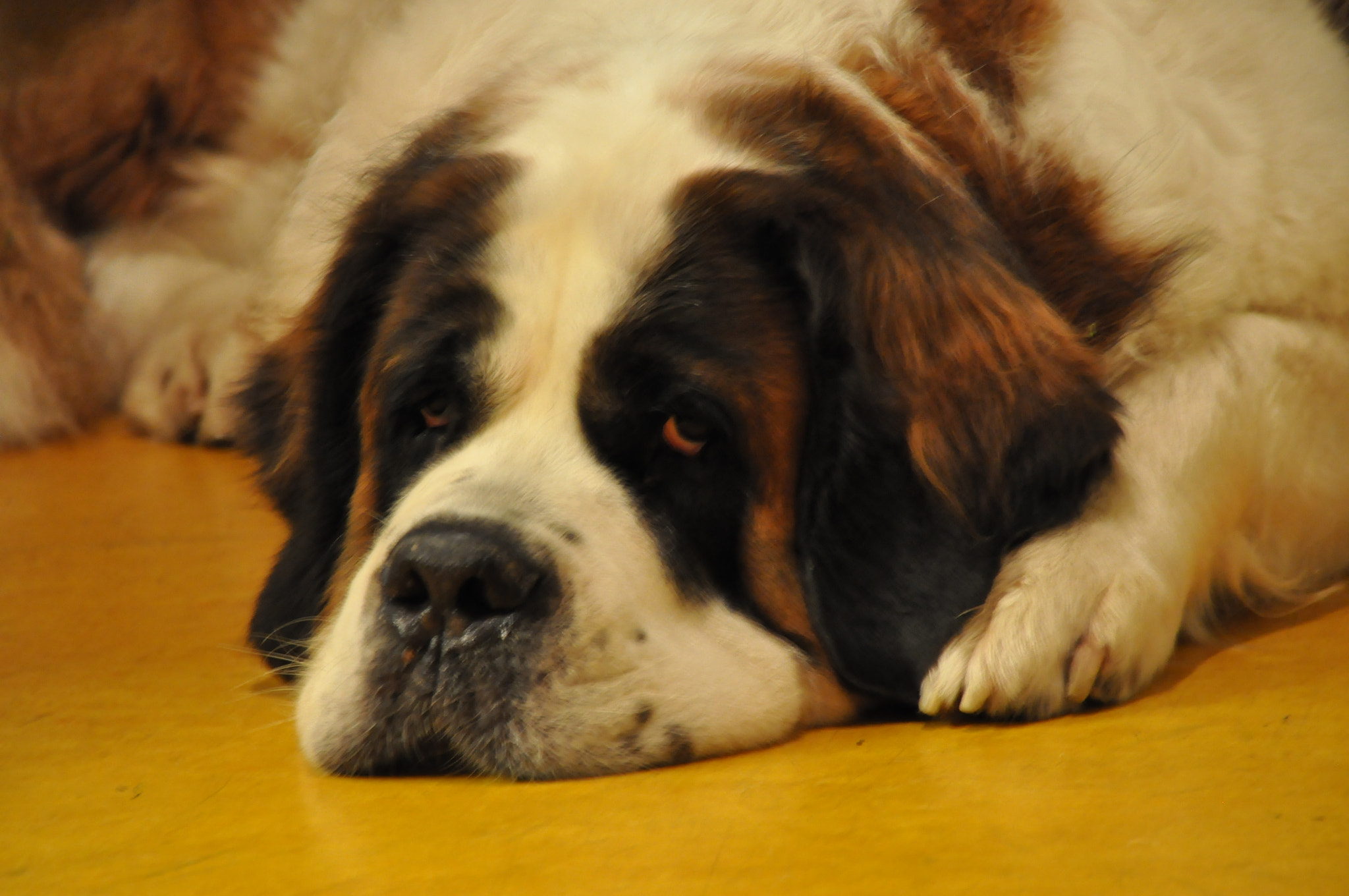 Nikon D5000 sample photo. () photography