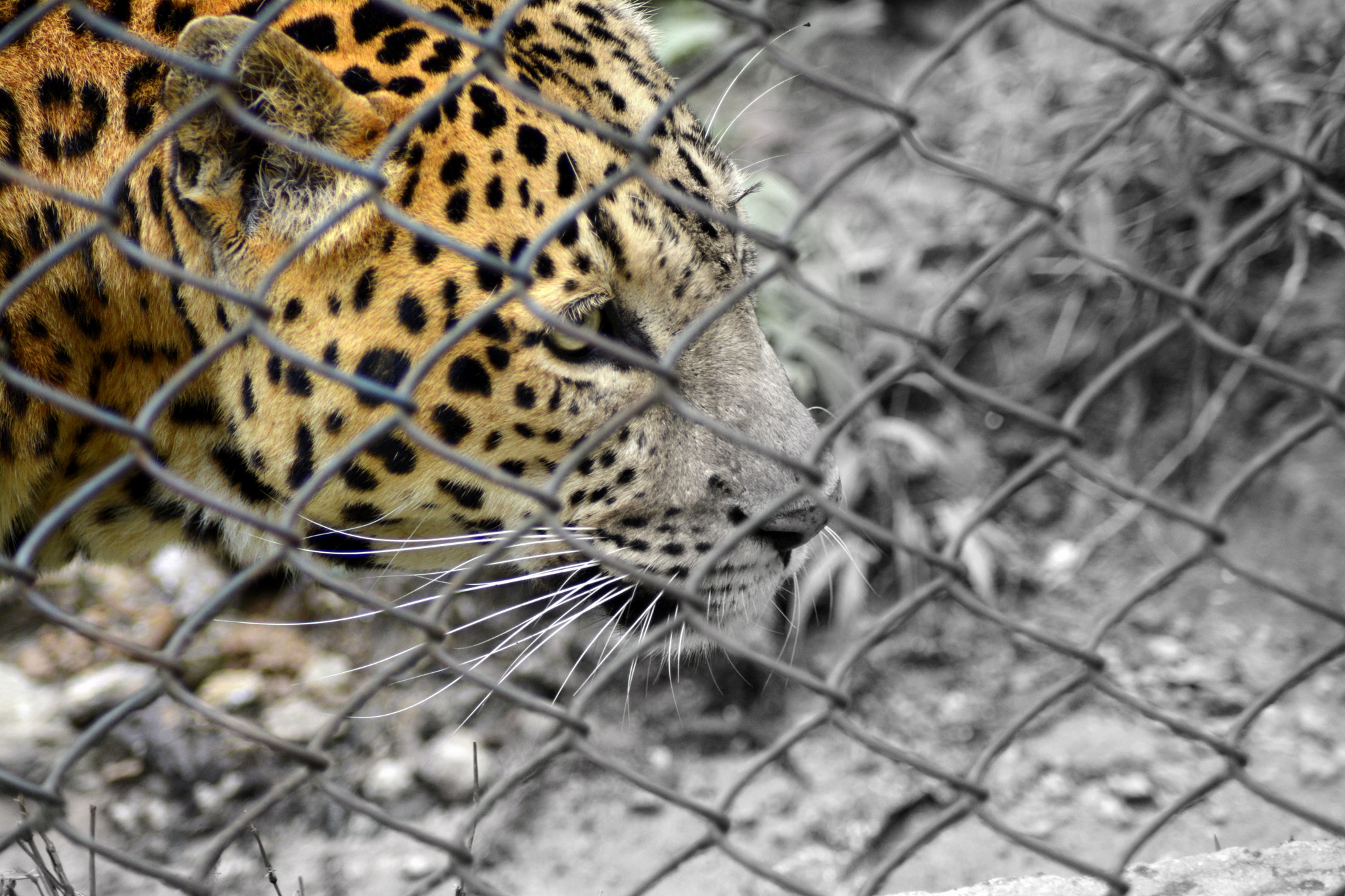 Nikon AF Nikkor 70-300mm F4-5.6G sample photo. Captive soul photography