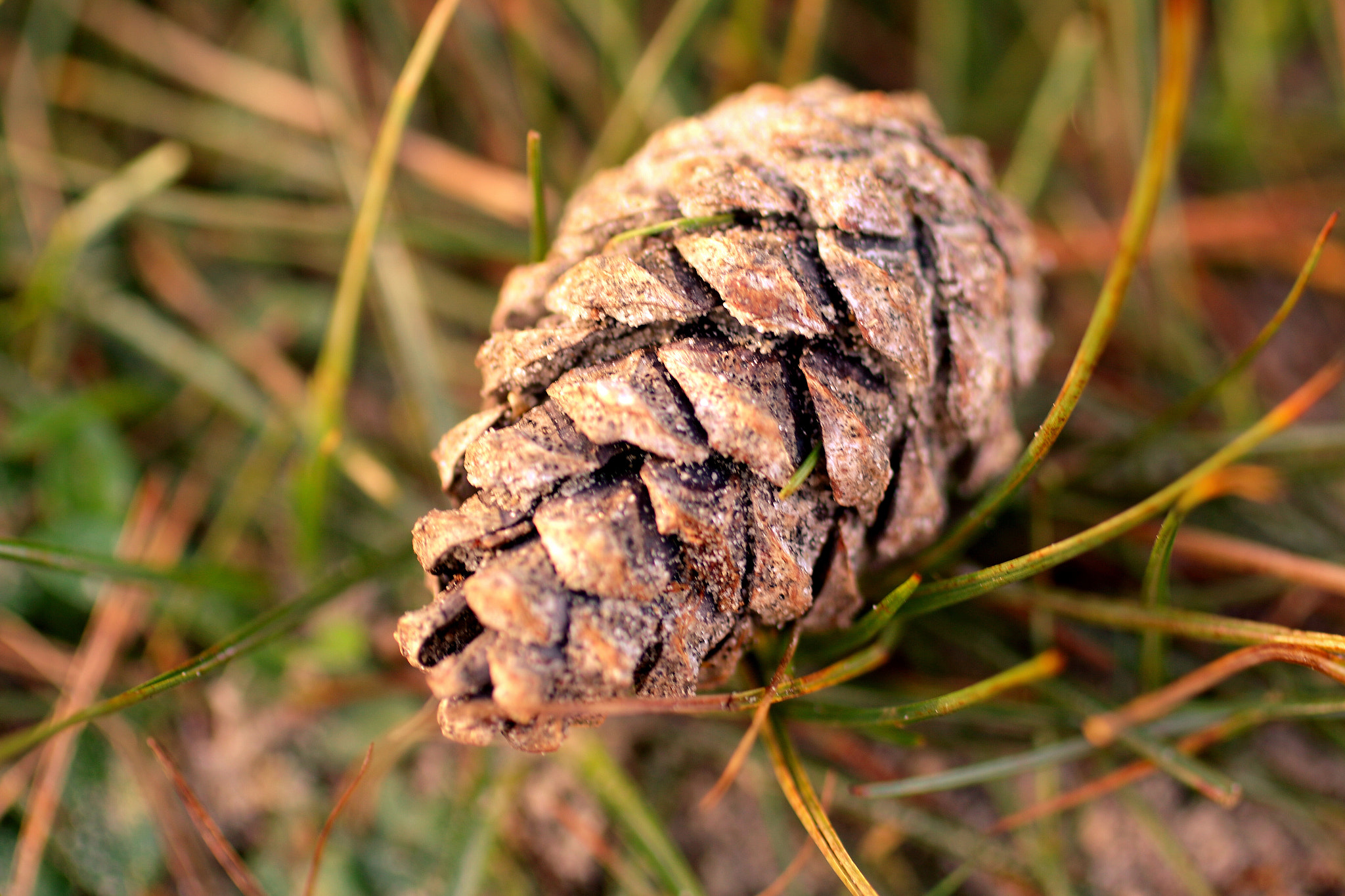 Canon EOS 70D + Canon EF 50mm F2.5 Macro sample photo. Winter is coming photography