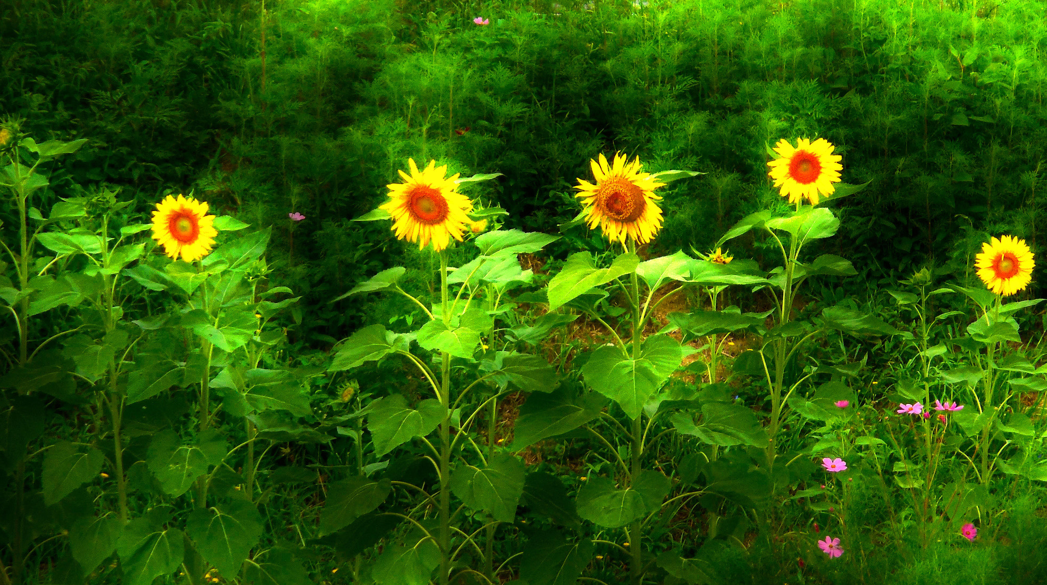 Nikon Coolpix S6400 sample photo. Standing together again photography