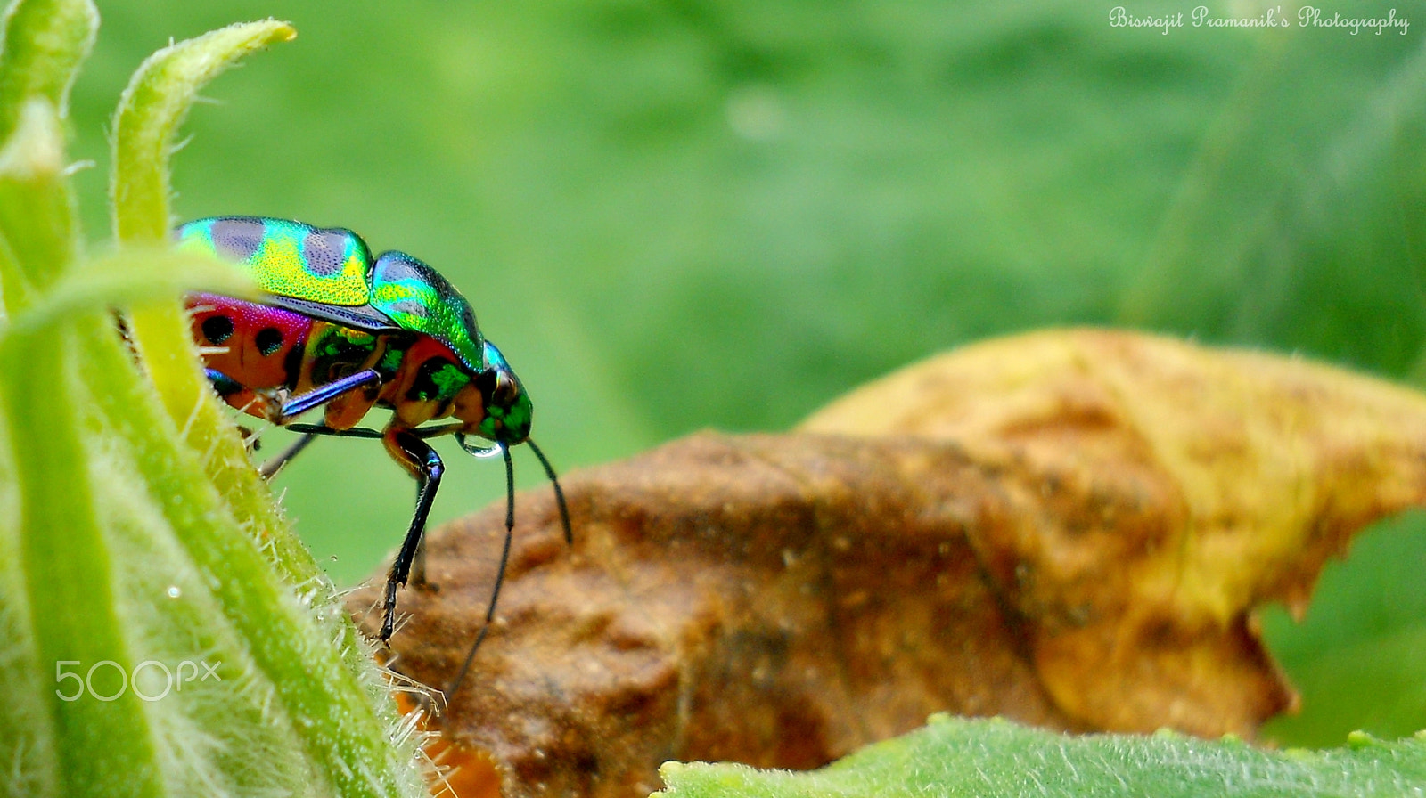 Nikon Coolpix L22 sample photo. Insect photography