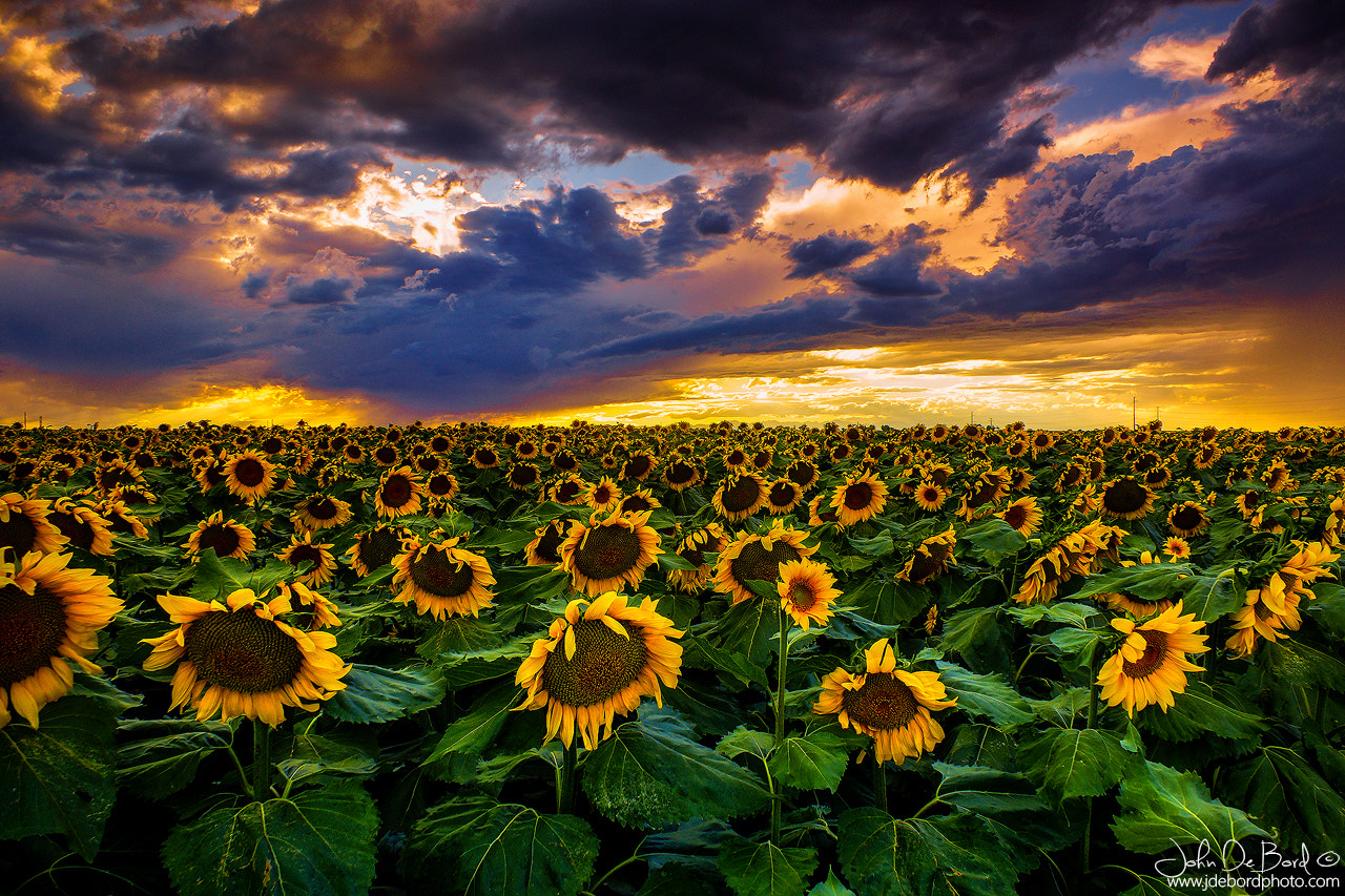 Sony SLT-A77 + Sony DT 18-70mm F3.5-5.6 sample photo. Colorado sunflowers at sunset photography