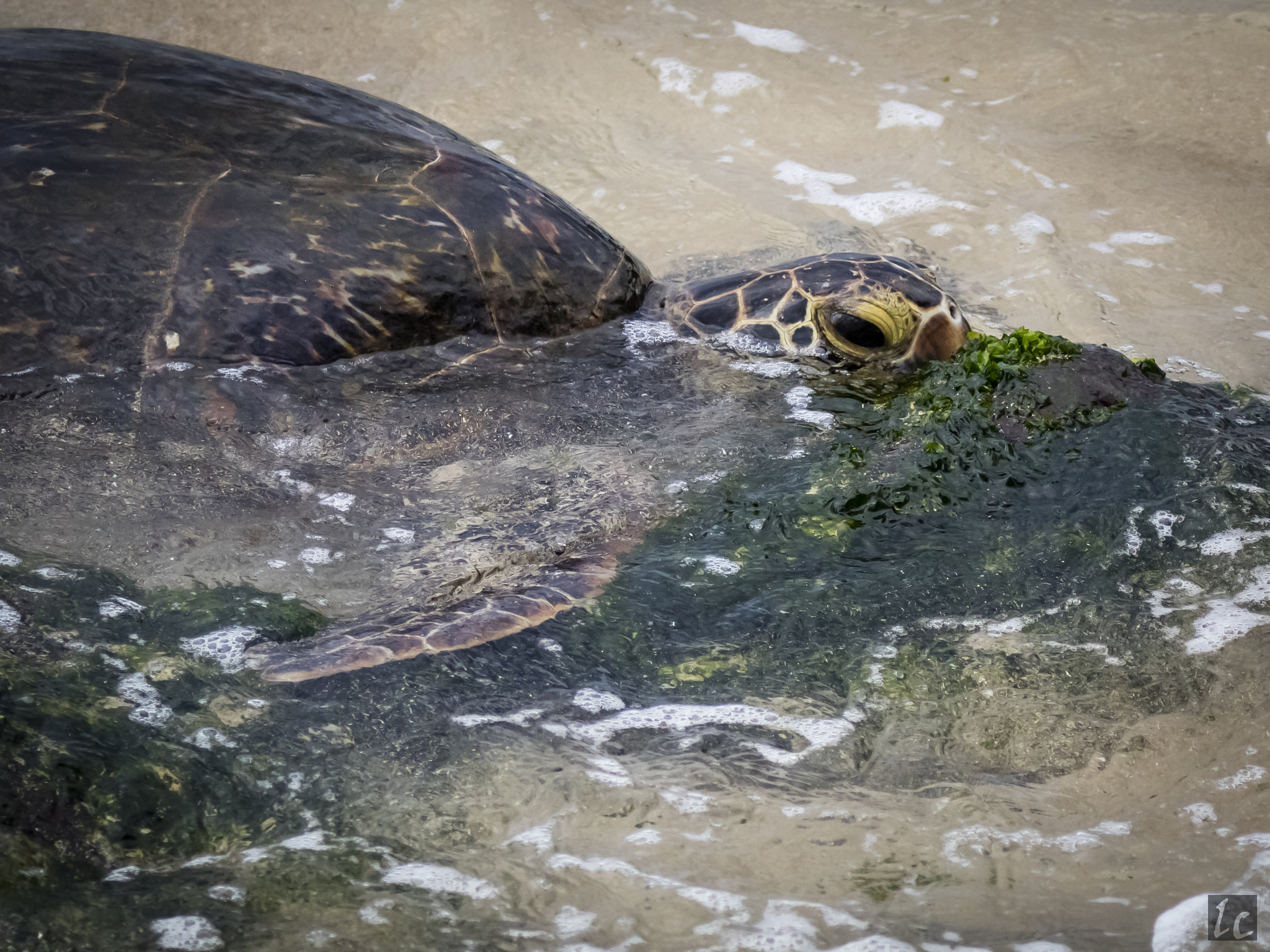 Canon EOS 5DS R + Canon EF 100-400mm F4.5-5.6L IS II USM sample photo. Turtle feeding photography