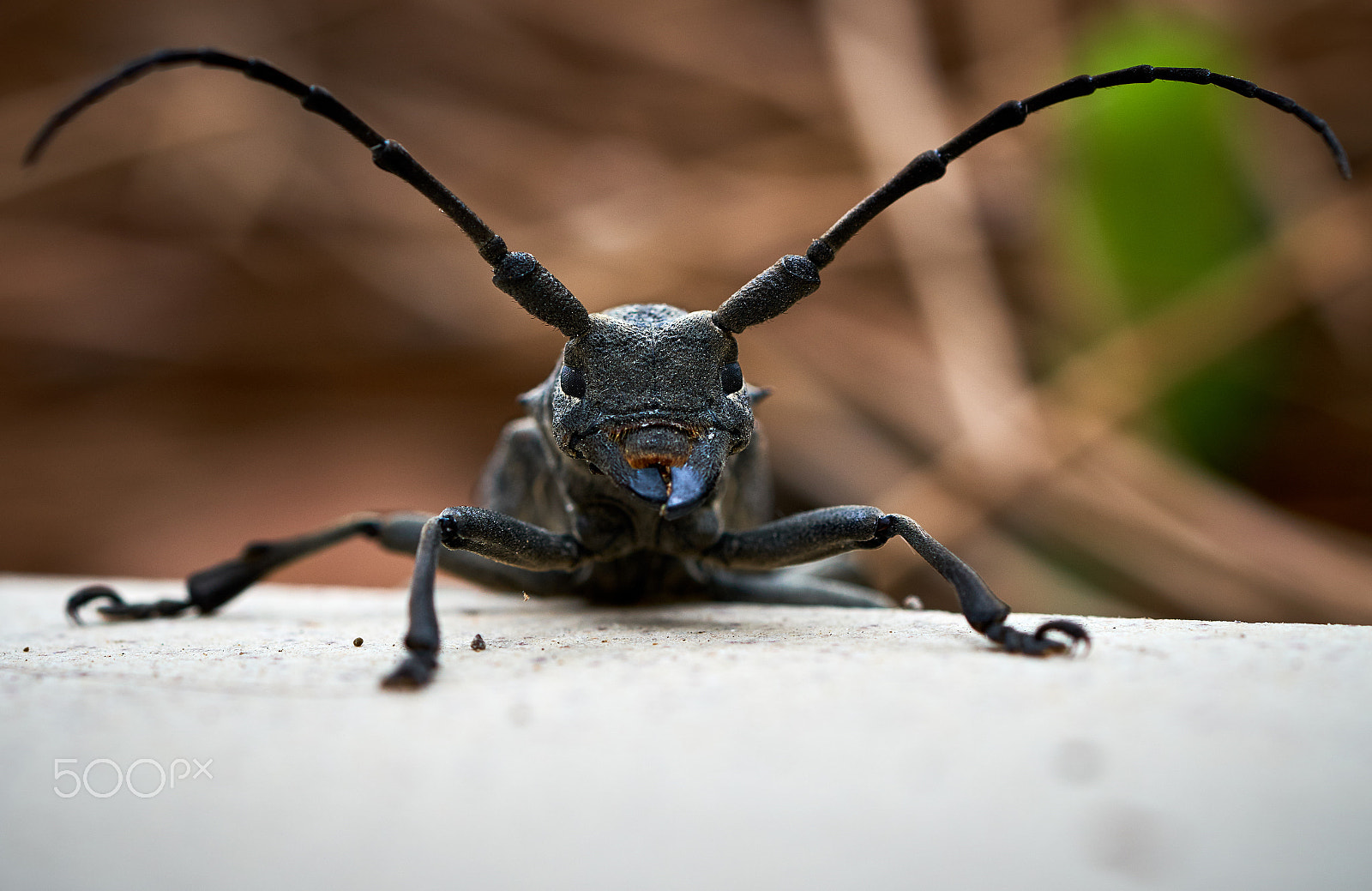 Sony a6300 + Sony FE 90mm F2.8 Macro G OSS sample photo. Black beetle (citrus long-horned beetle) photography