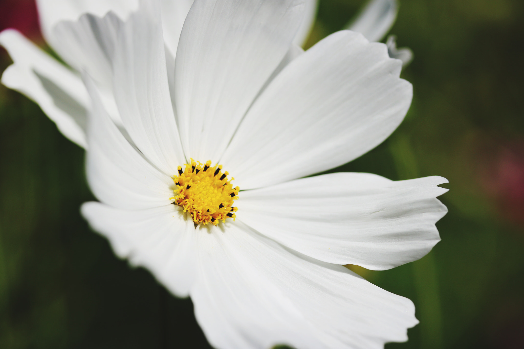Canon EF-S 60mm F2.8 Macro USM sample photo