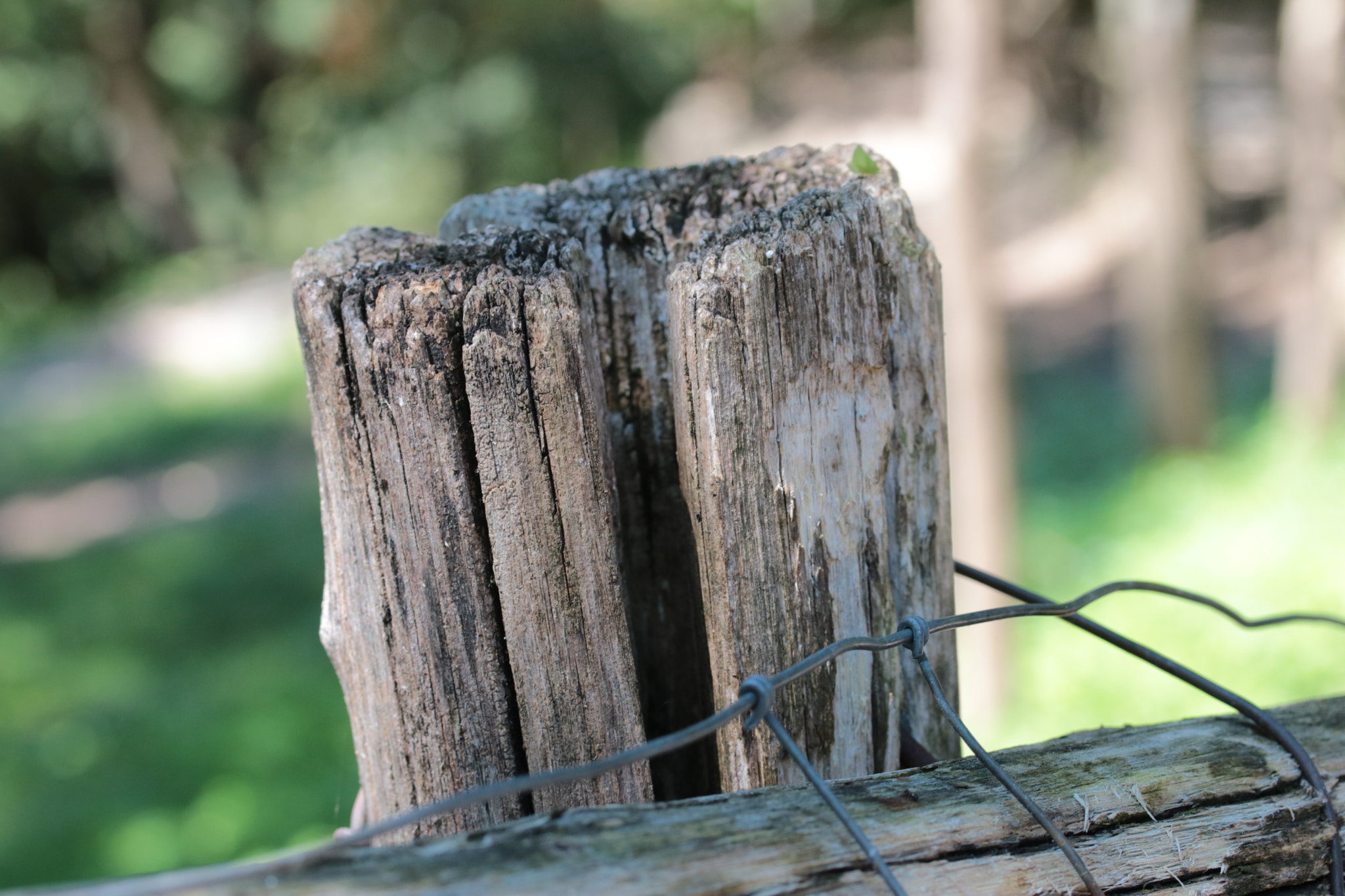 Canon EF-S 60mm F2.8 Macro USM sample photo