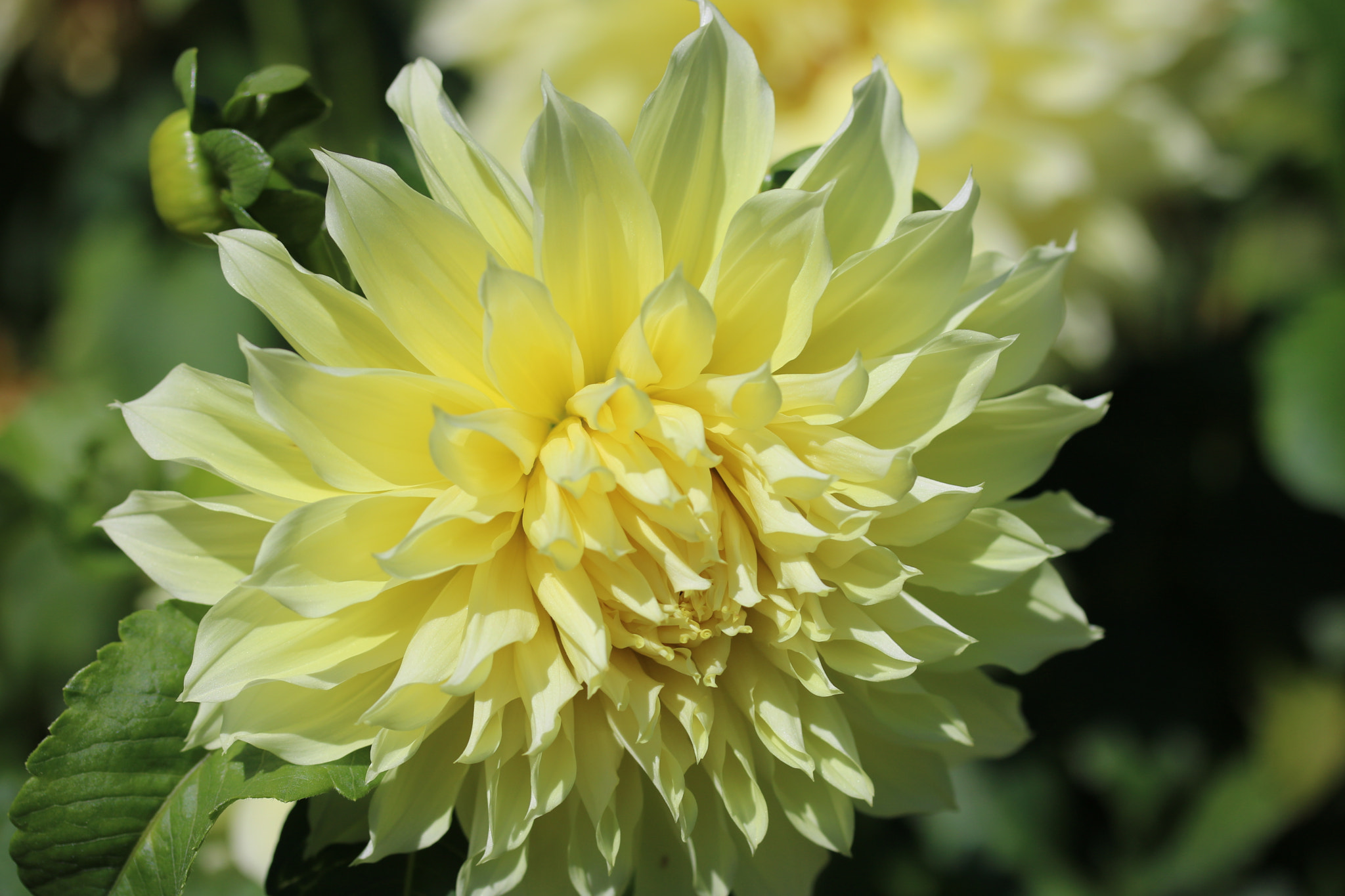 Canon EF-S 60mm F2.8 Macro USM sample photo