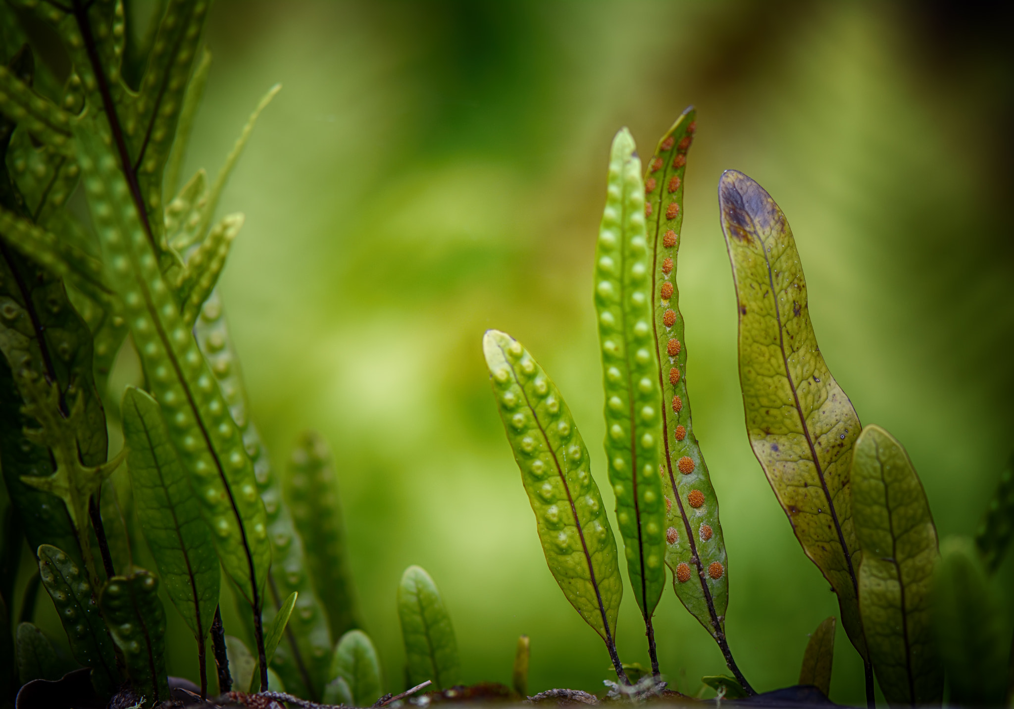 Nikon AF-S Micro-Nikkor 105mm F2.8G IF-ED VR sample photo. The beauty of leaves photography