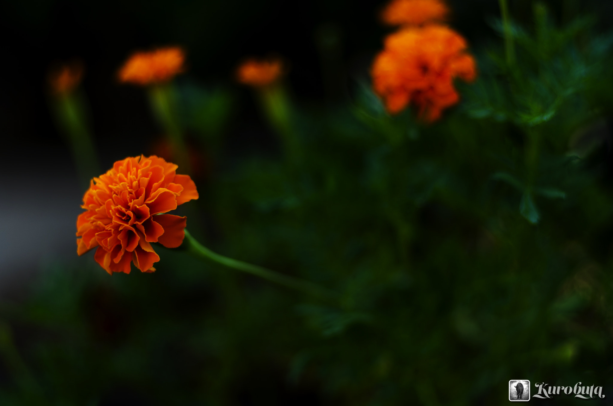 Pentax smc FA 77mm 1.8 Limited sample photo. Flower photography