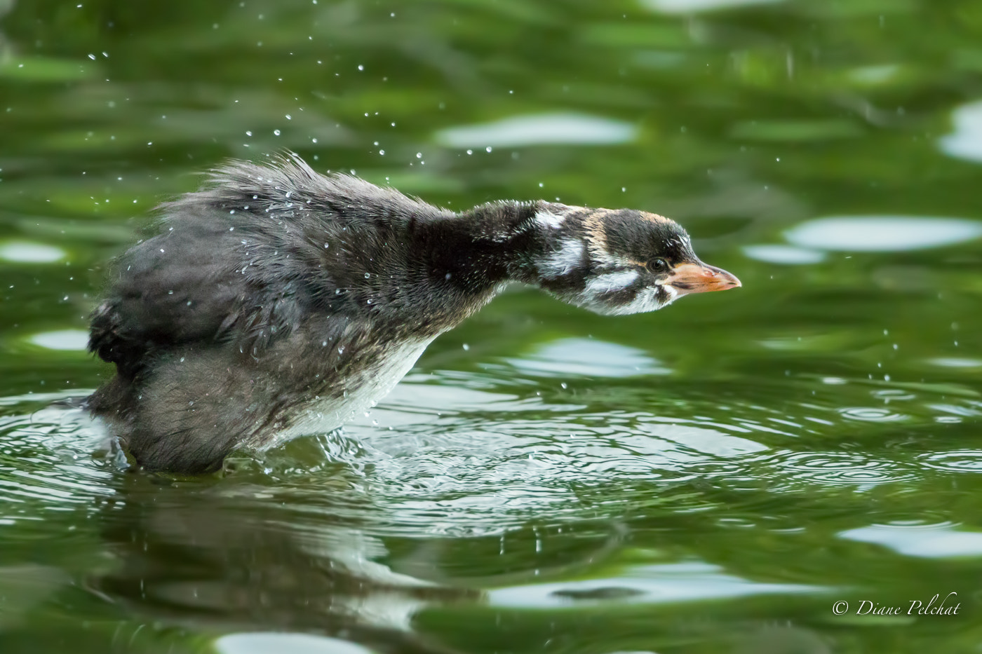 Canon EF 300mm F2.8L IS II USM sample photo. Stretching... photography