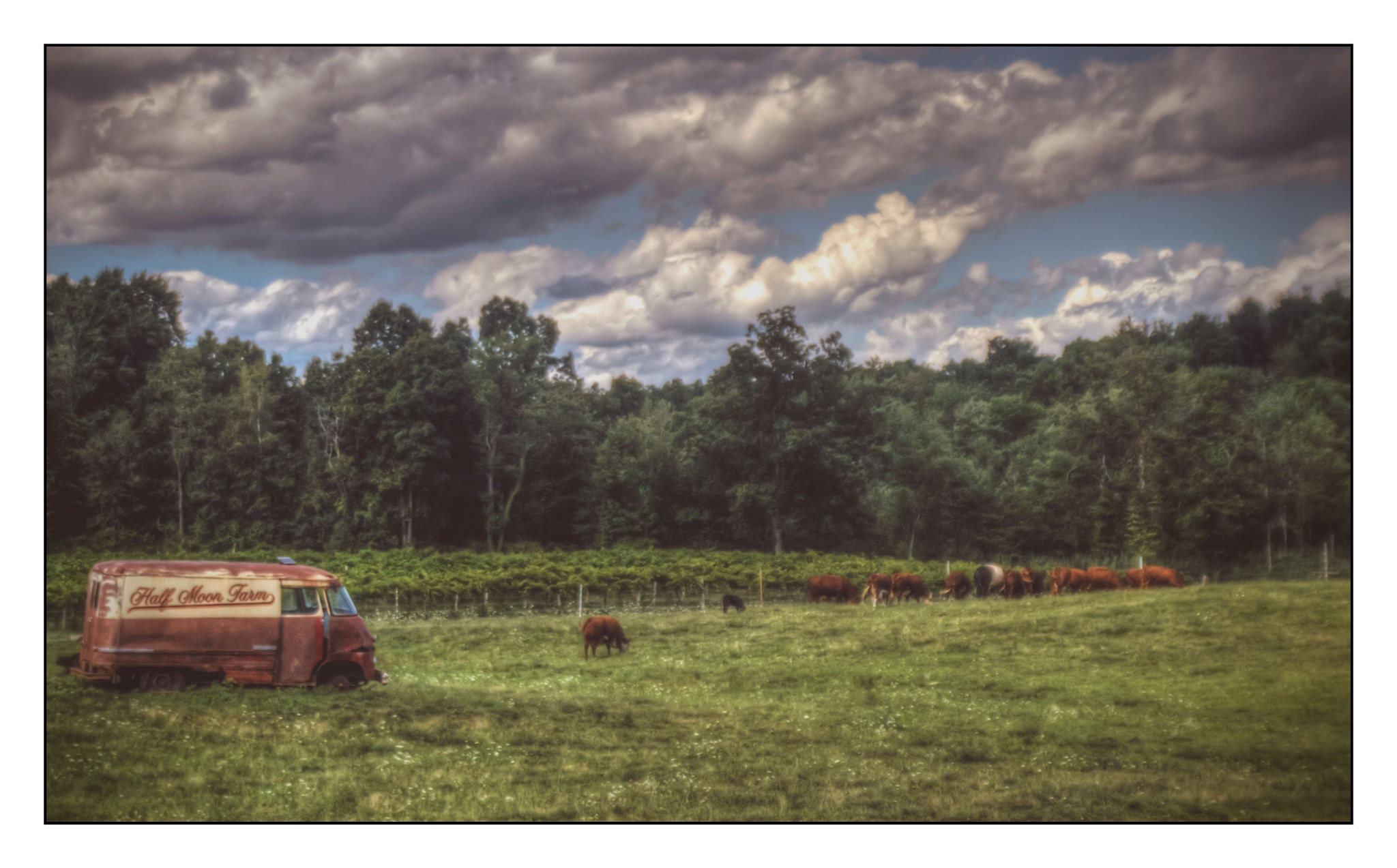 KONICA MINOLTA MAXXUM 7D sample photo. Out to pasture photography