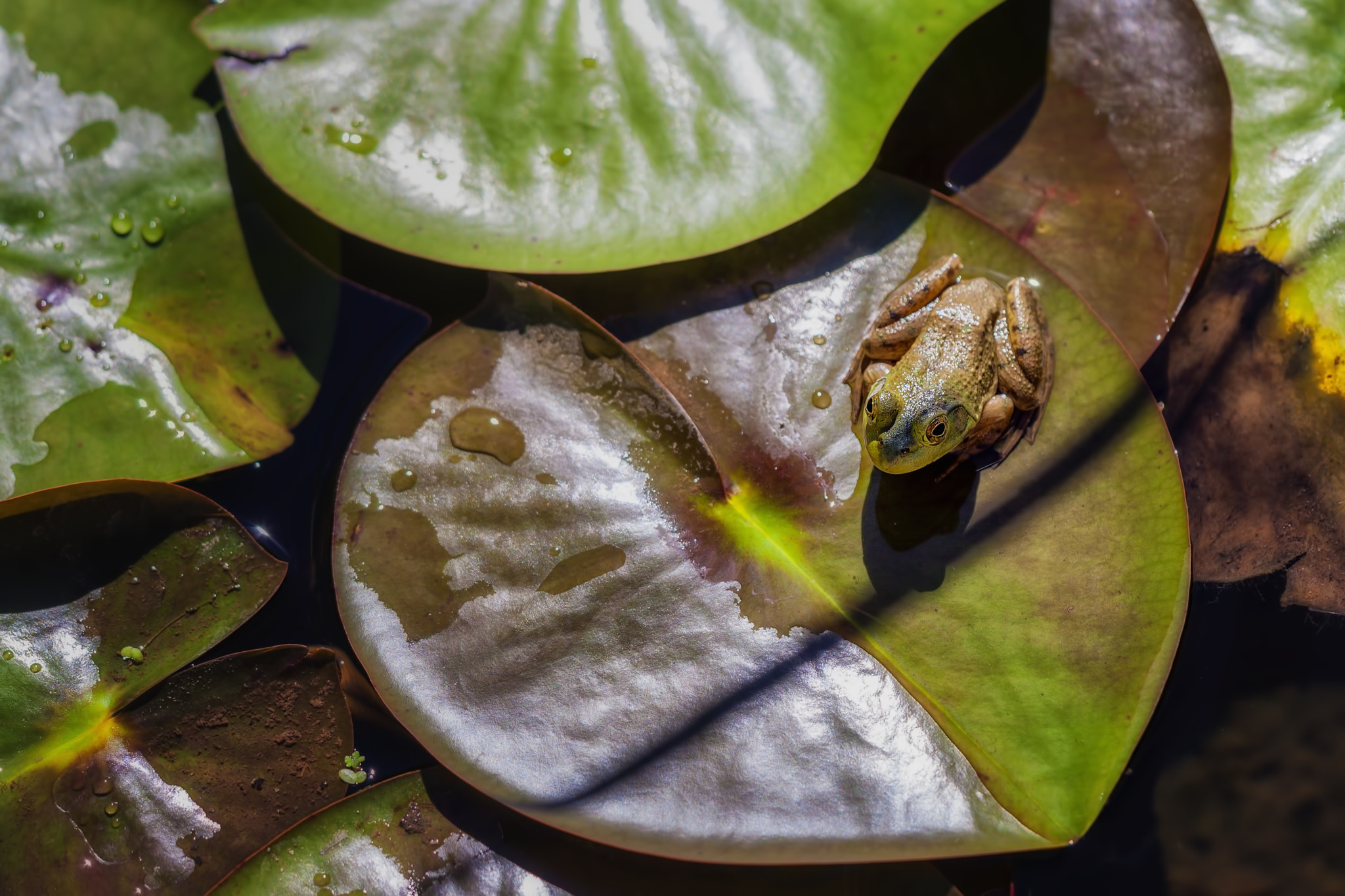 Sigma APO Macro 150mm f/2.8 EX DG HSM sample photo. Frog on lilypad photography