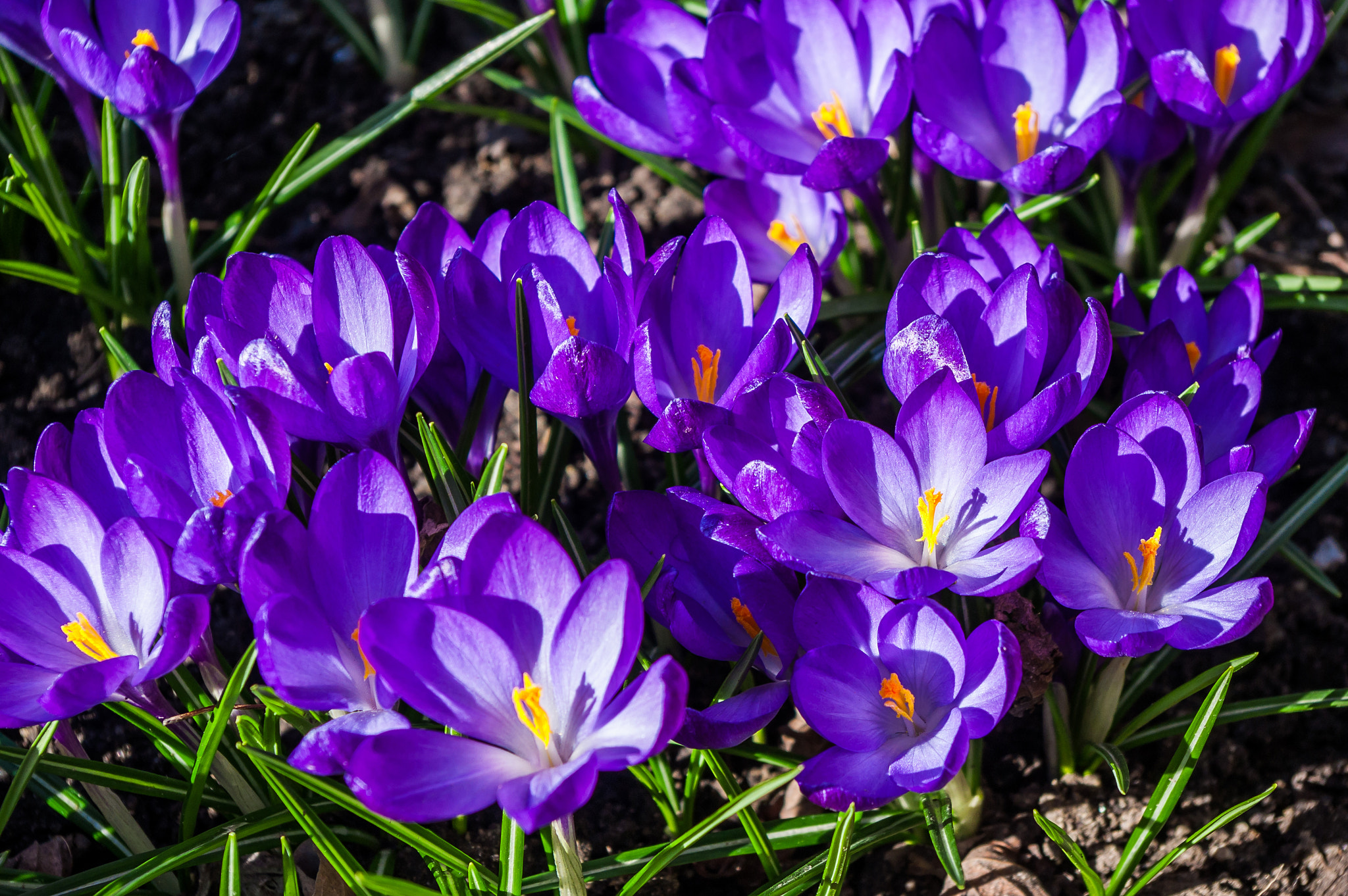 Pentax smc DA 18-55mm F3.5-5.6 ED AL II (IF) sample photo. Spring fiolet flowers. crocus photography