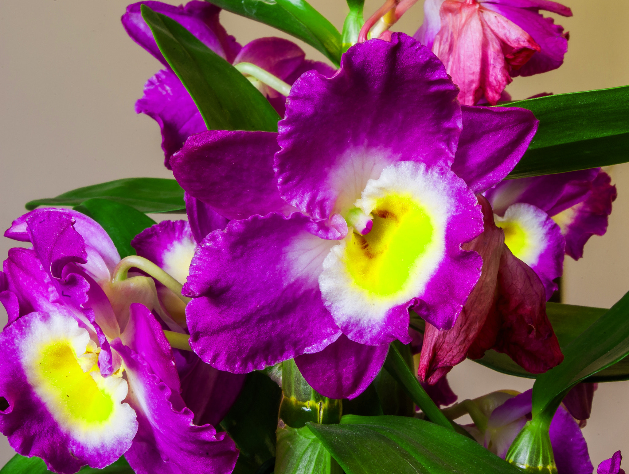 Pentax smc DA 18-55mm F3.5-5.6 ED AL II (IF) sample photo. Fiolet orchid photography