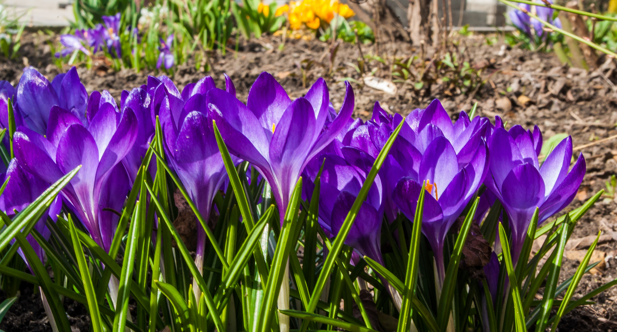 Pentax smc DA 18-55mm F3.5-5.6 ED AL II (IF) sample photo. Spring fiolet flowers. crocus photography