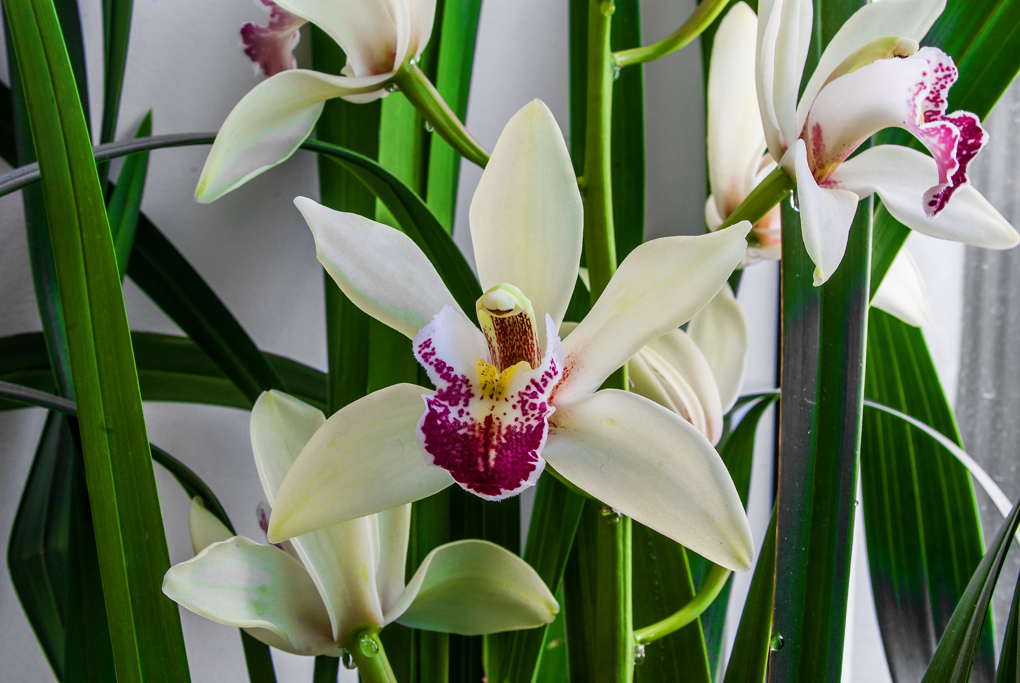 Pentax smc DA 18-55mm F3.5-5.6 ED AL II (IF) sample photo. White orchid photography