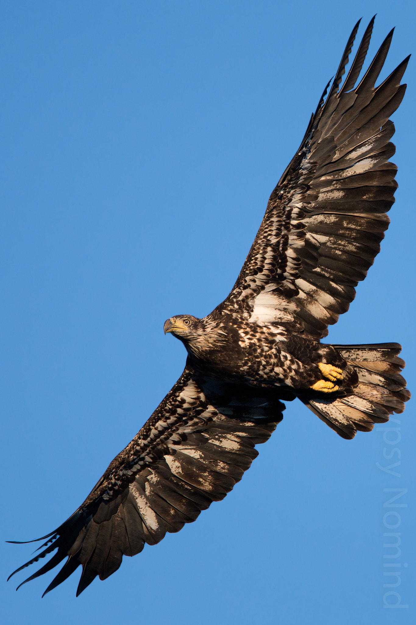 Canon EF 500mm F4L IS USM sample photo. Juvenile bald eagle soaring photography