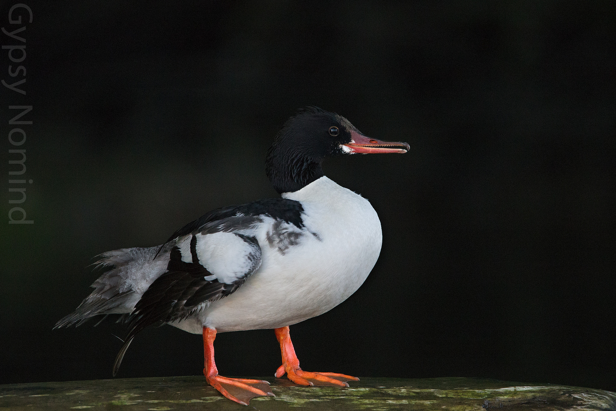 Canon EF 500mm F4L IS USM sample photo. Common merganser photography