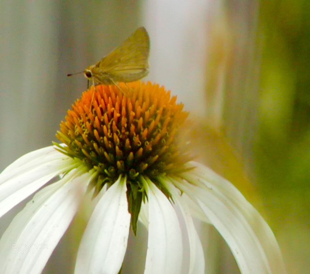 Olympus C700UZ sample photo. Coneflower and friend photography