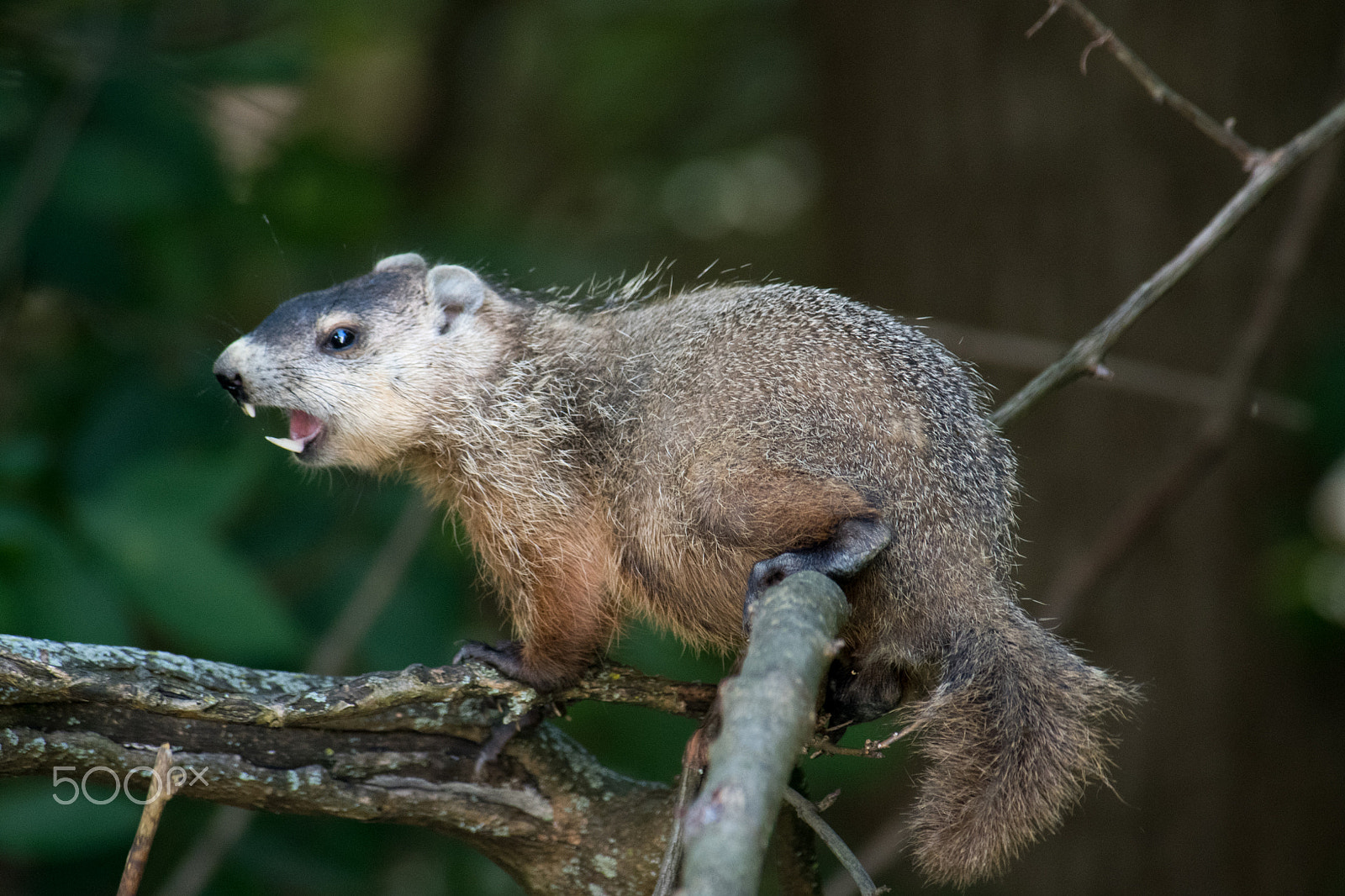 Nikon D500 sample photo. Ground hog photography