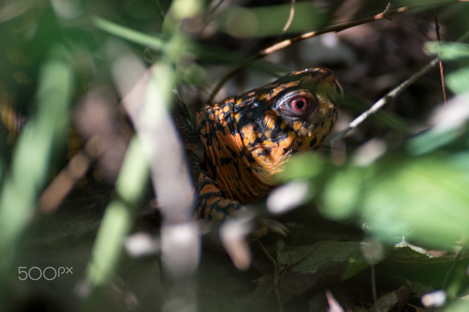 Nikon D500 sample photo. Easternboxturtle photography