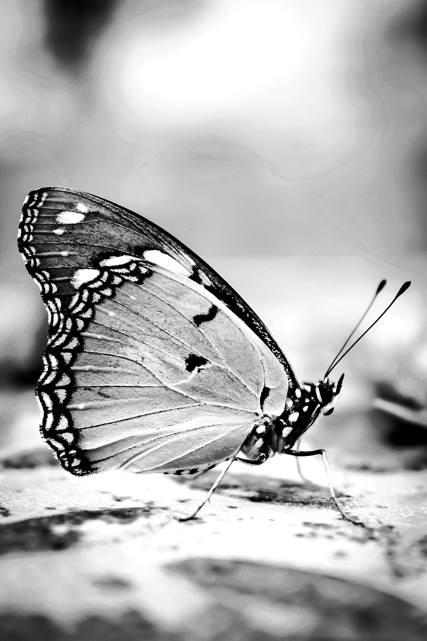 Canon EF-S 18-55mm F3.5-5.6 IS II sample photo. Butterfly! photography
