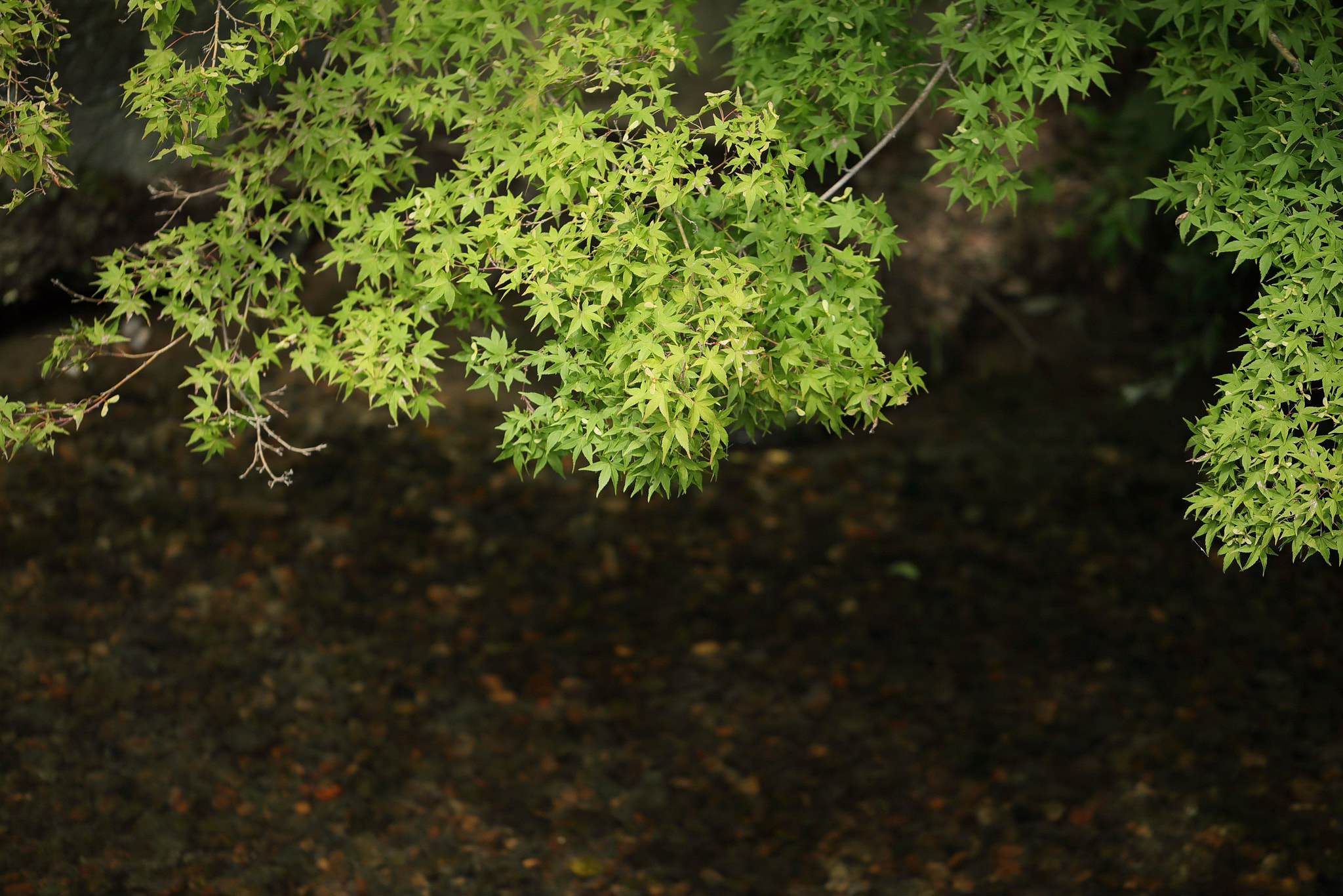 Canon EF 100mm F2.8L Macro IS USM sample photo. Green photography